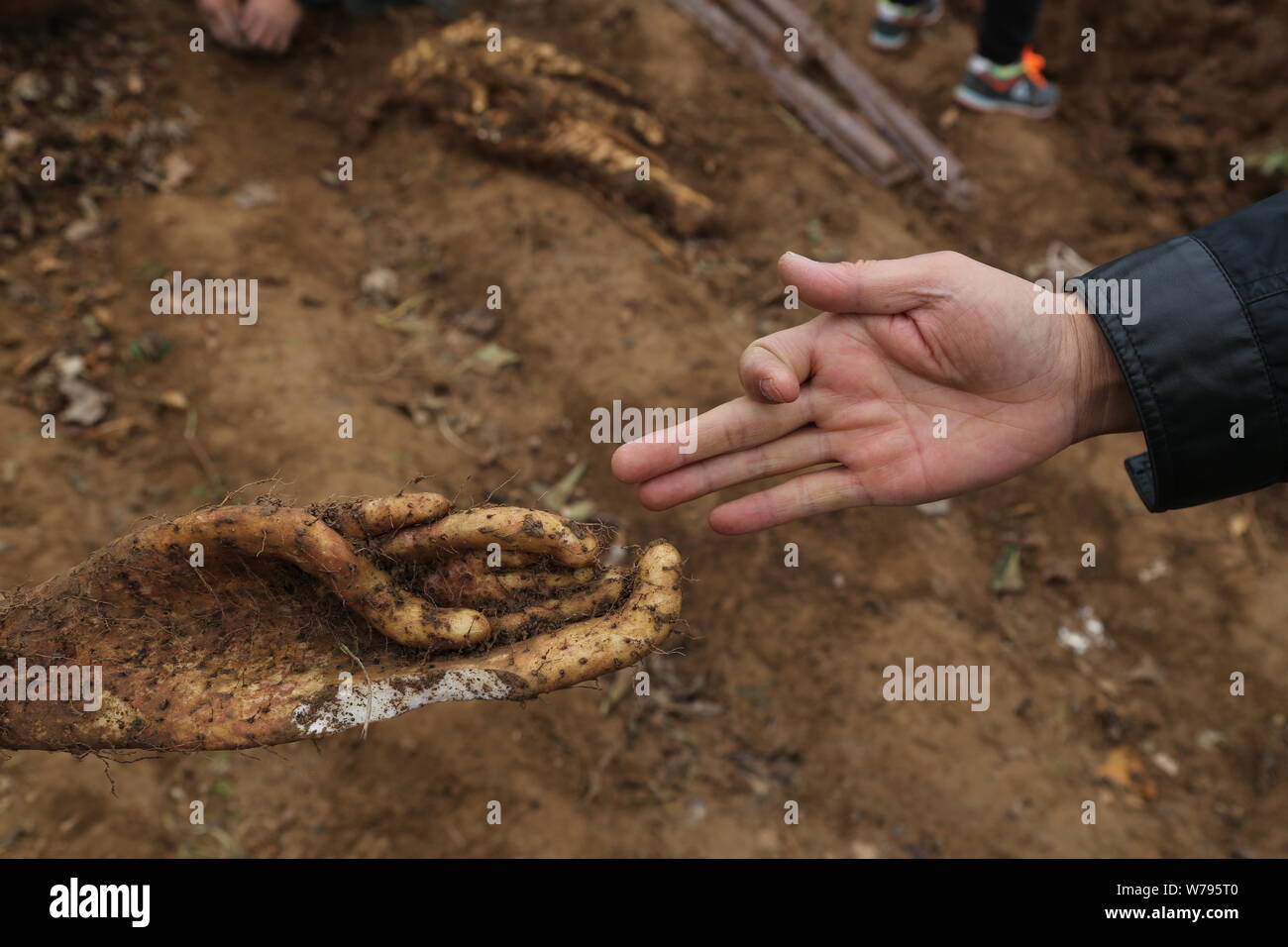 --FILE--un agriculteur montre sa paume et l'étrange d'igname chinois avec la forme d'un palm à Dunhuang, ville du nord-ouest de la Chine la province de Gansu, 31 Octo Banque D'Images