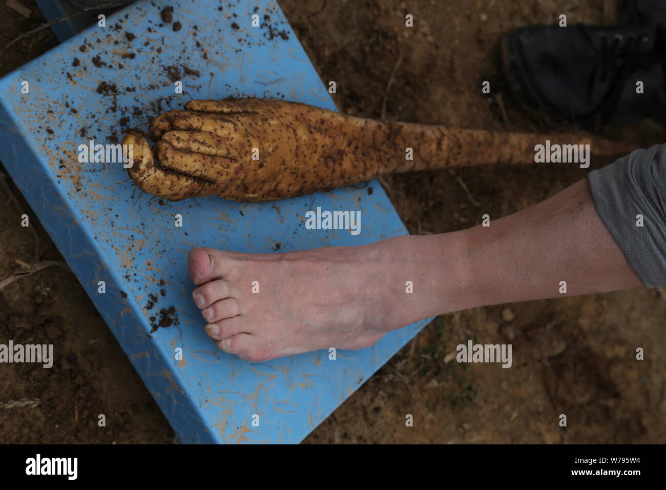 --FILE--un agriculteur montre son pied et l'étrange d'igname chinois avec la forme d'un pied dans la ville de Lanzhou, province de Gansu, du nord-ouest de la Chine, 31 Octo Banque D'Images
