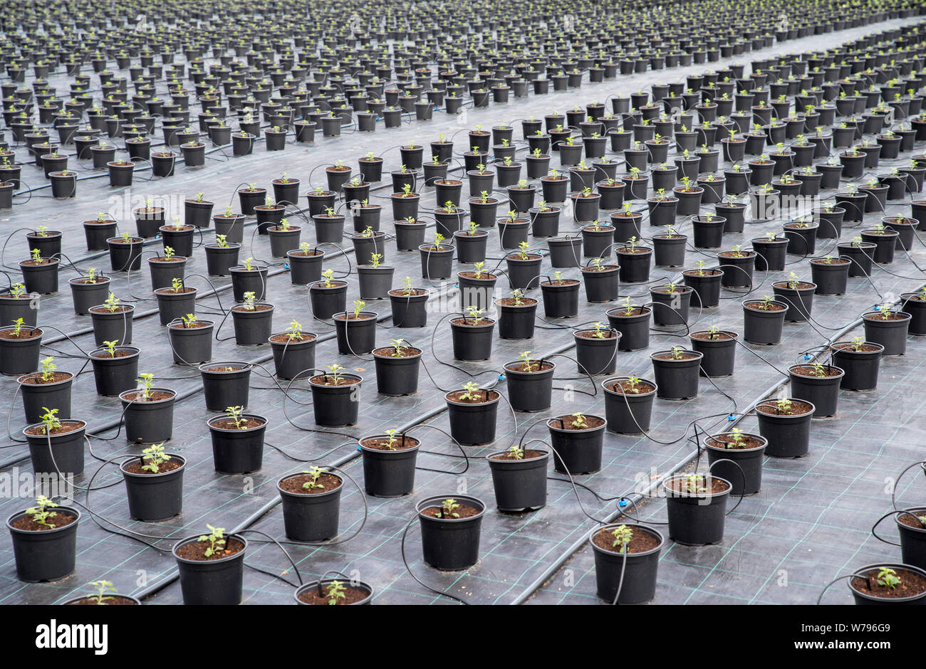 Les jeunes semis de fleur de chrysanthème parcelles de plantation en ligne. Banque D'Images