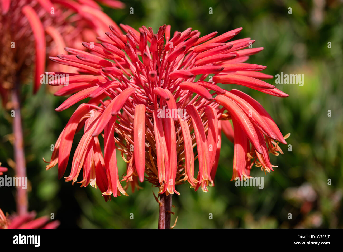 Fleurs de l'Aloe mitriformis, dans la lumière du soleil d'été en Afrique du Sud Banque D'Images
