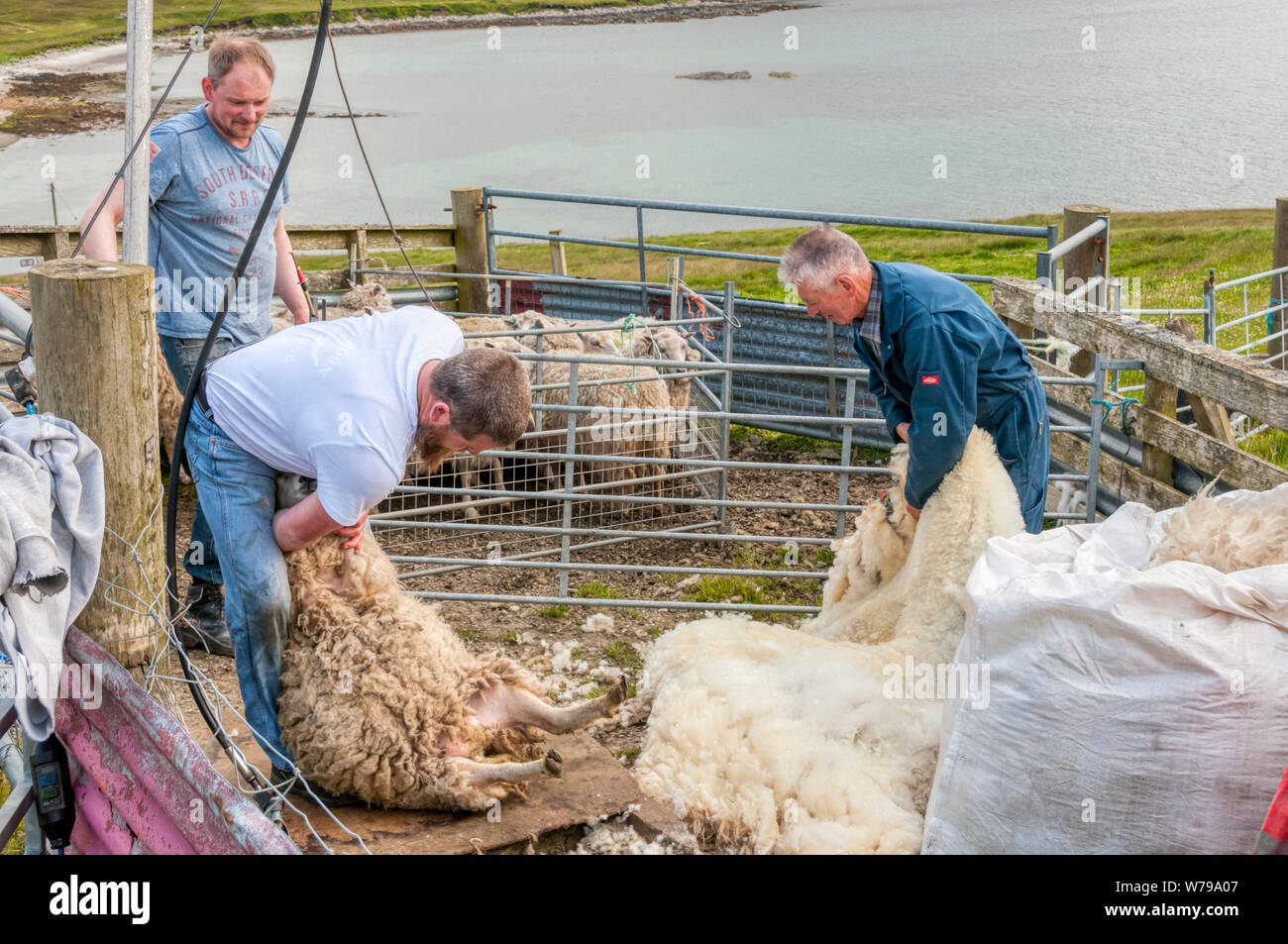 Tonte de moutons sur l'île de Yell, Shetland. Banque D'Images