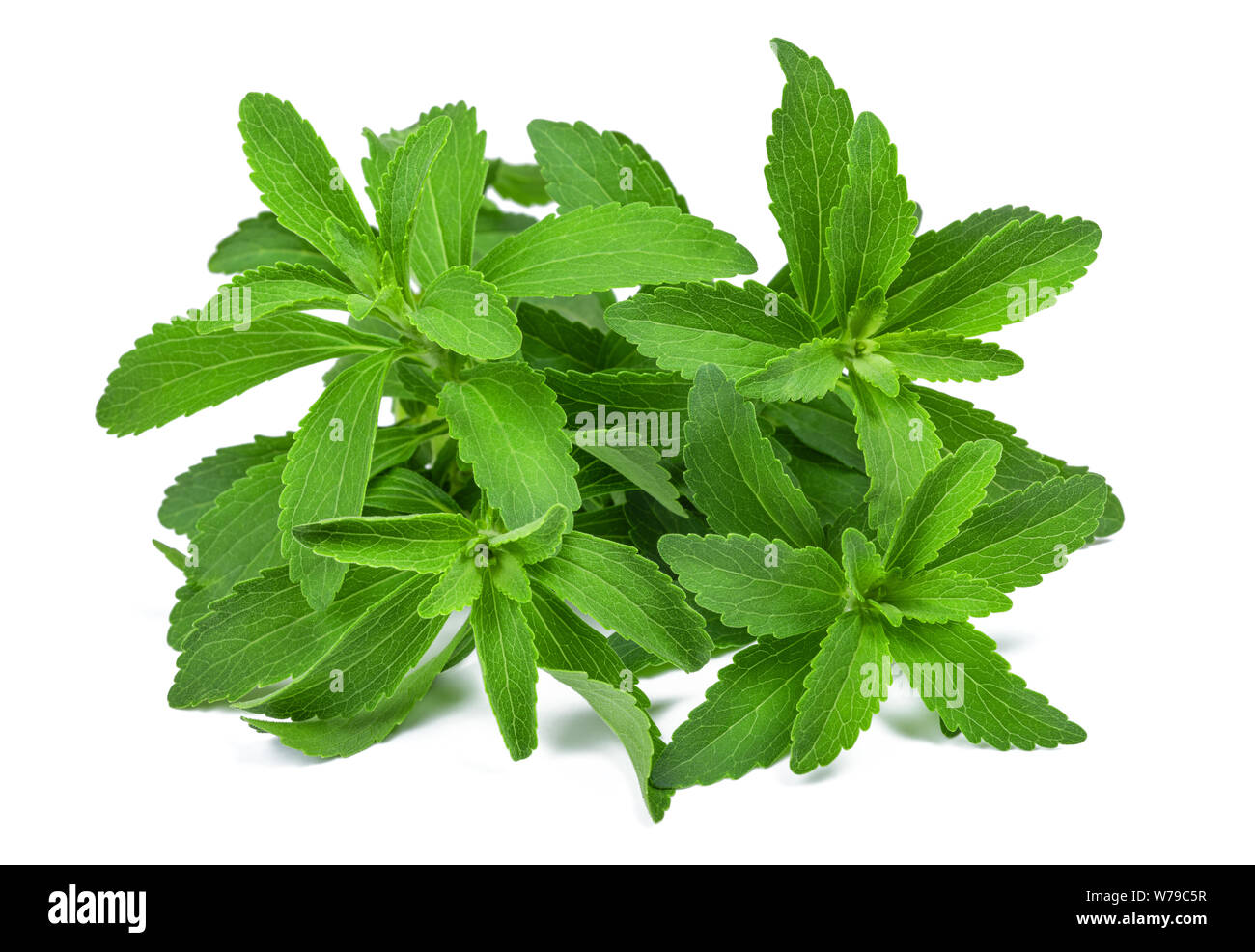 Le Stevia rebaudiana isolé sur fond blanc Banque D'Images