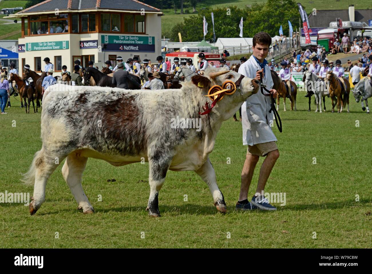 Défilé de bovins primés autour du ring d'exposition à la 100e Royal Welsh Show 2019, Builth Wells Banque D'Images