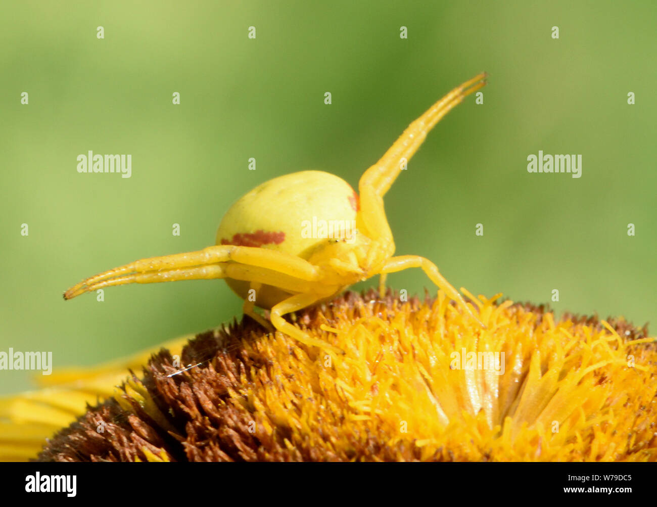 Une fleur araignée crabe camouflé ( Misumena vatia) attend d'embuscade sur une proie inula Inula magnifica (géant) fleur. L'araignée a adopté le jaune Banque D'Images