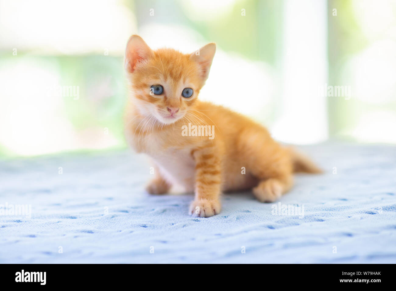 Chat Bebe Banque De Photographies Et D Images A Haute Resolution Alamy