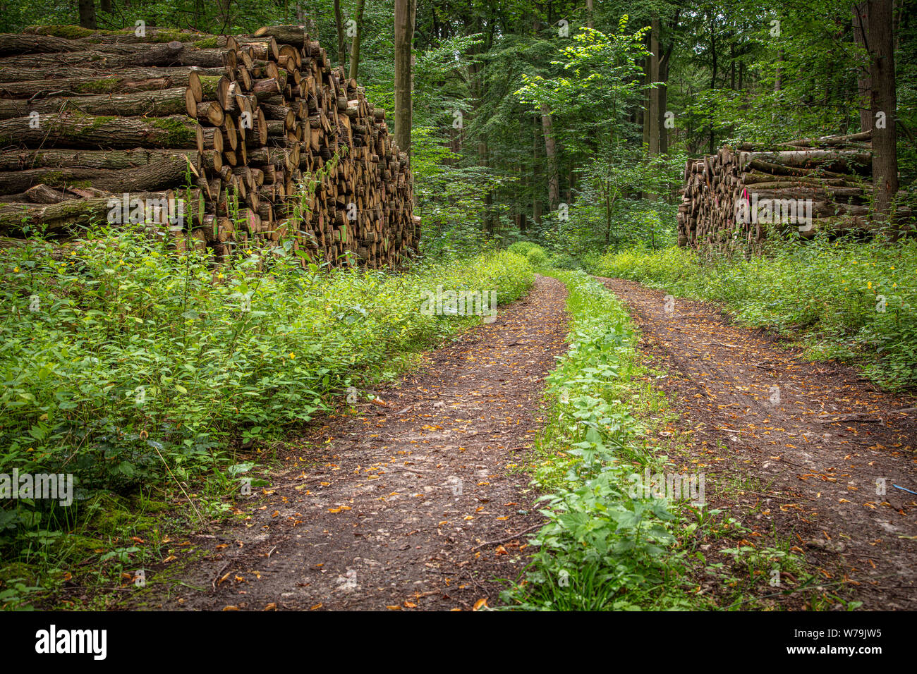 Couper du bois réside dans grandes piles sur la gauche et droite d'un chemin forestier Banque D'Images