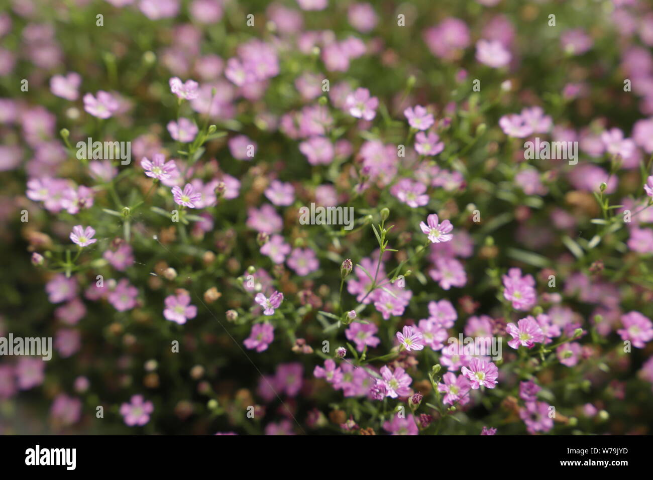 La respiration du bébé ou Gypsophila muralis Banque D'Images