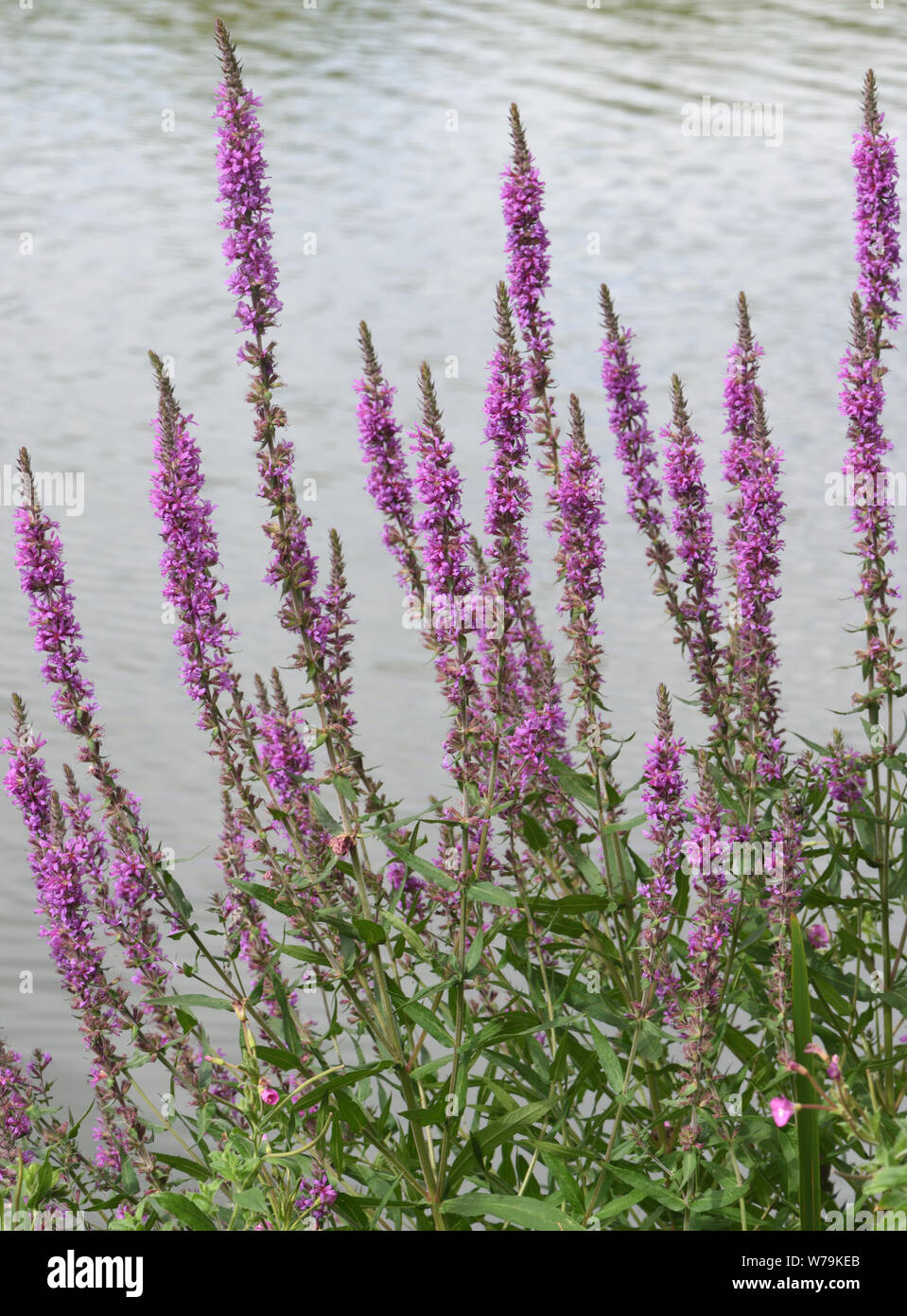 La Salicaire (Lythrum salicaria) croissant à côté d'un lac. Eischoll, Sussex, UK. Banque D'Images