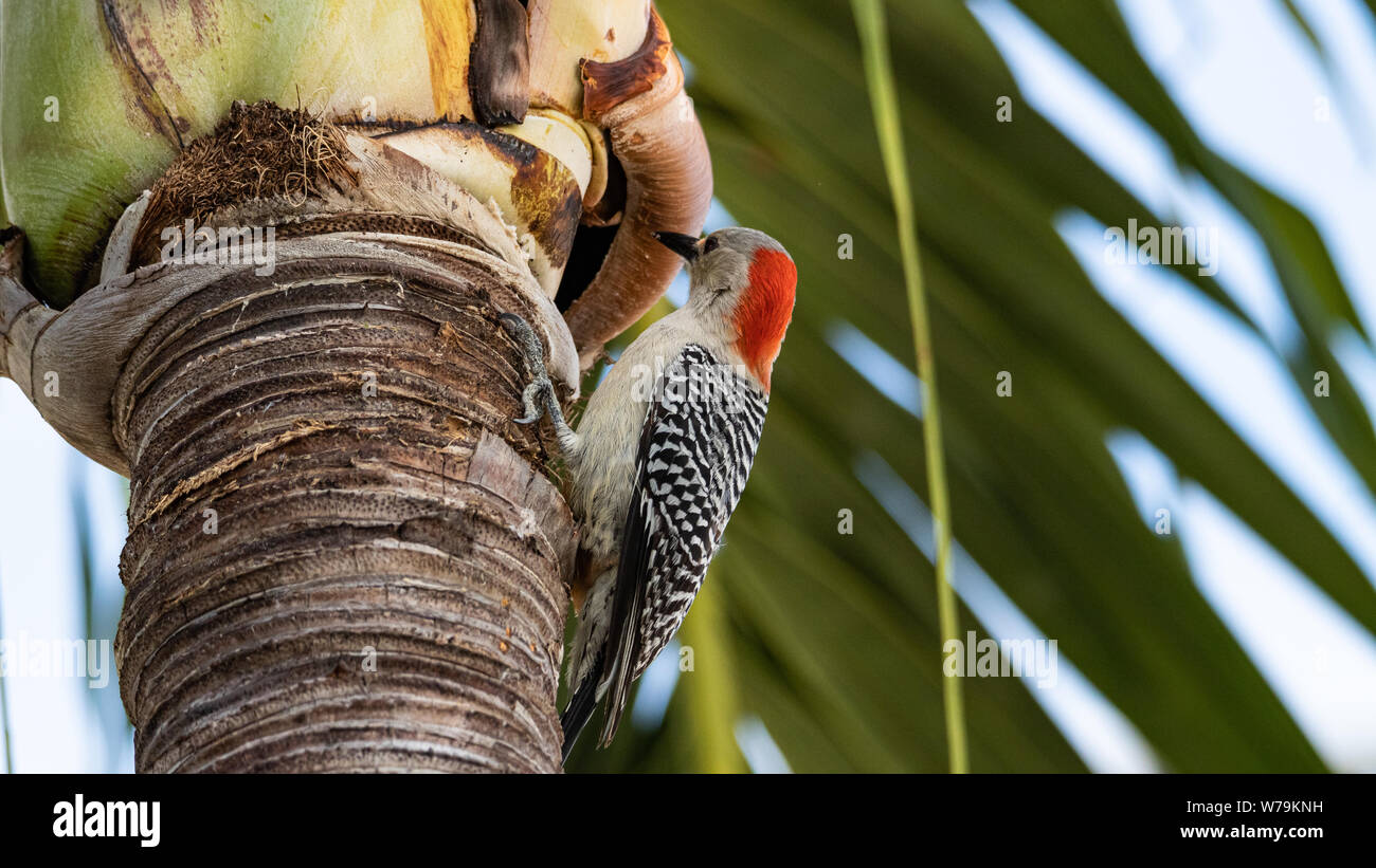 Pic à ventre rouge( Melanerpes carolinus) Marathon, Floride, USA Banque D'Images