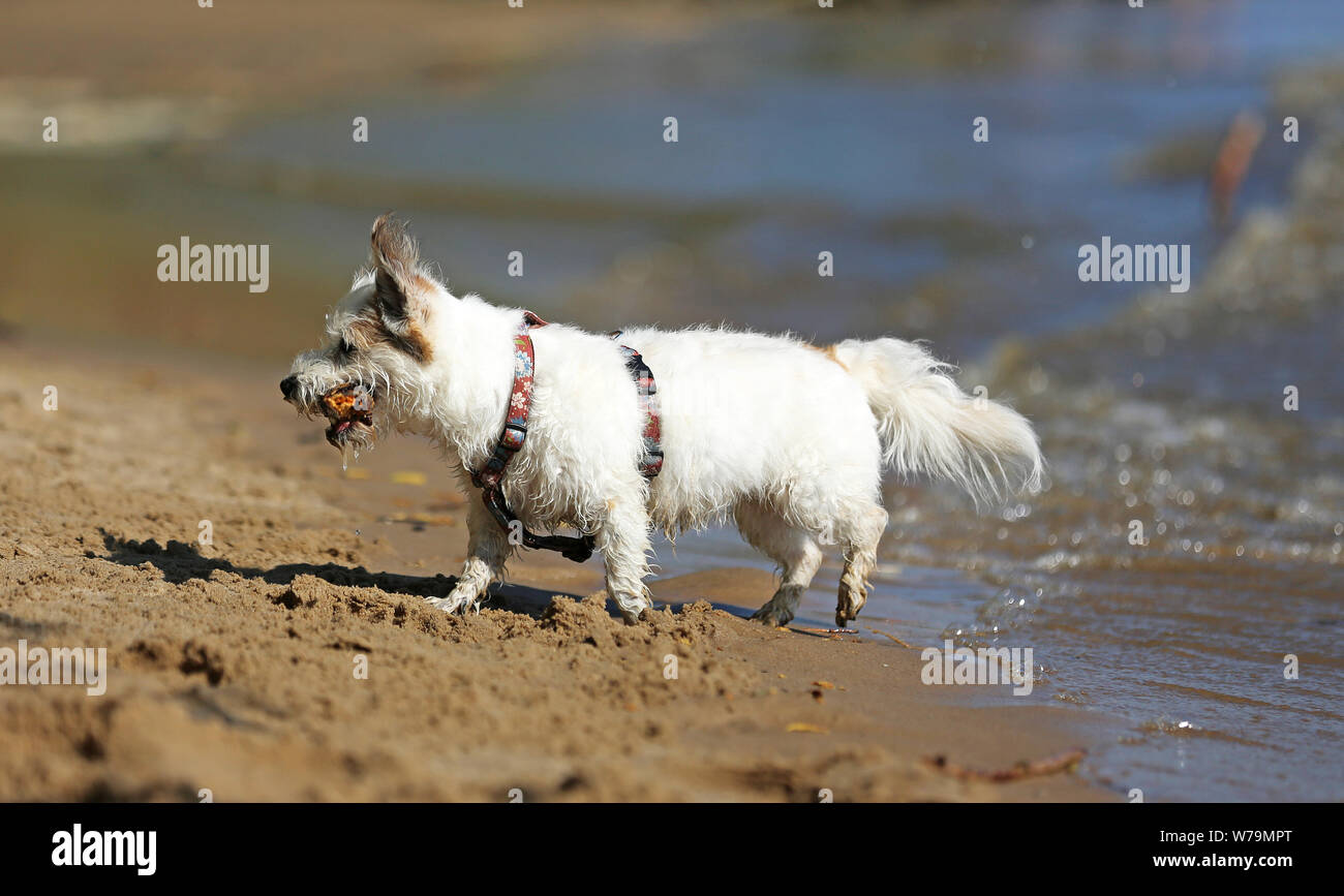 Yorkshire Terrier blanc jouant sur la plage Banque D'Images