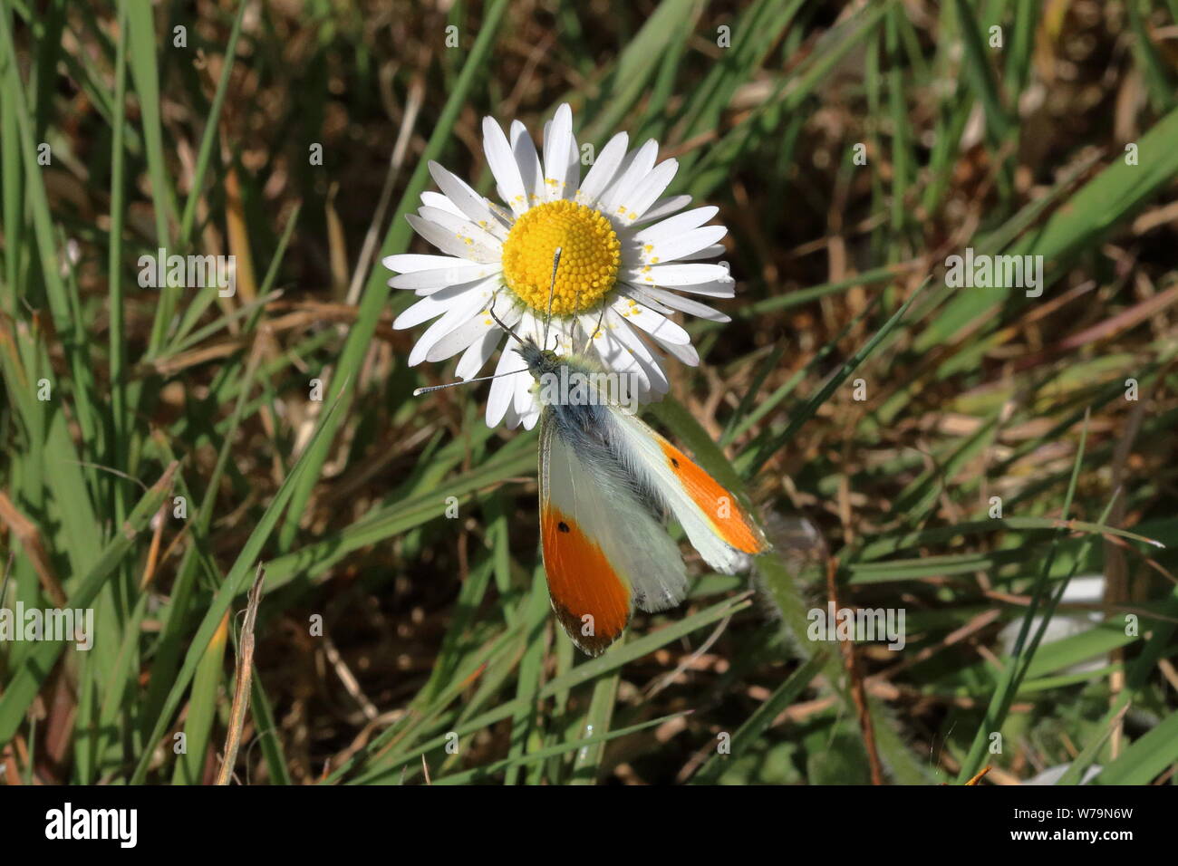 Un papillon à pointe orange mâle (Anthocharis cardamines) au repos sur une fleur de Marguerite (Bellis perennis), pousse d'en haut avec de l'herbe comme arrière-plan Banque D'Images