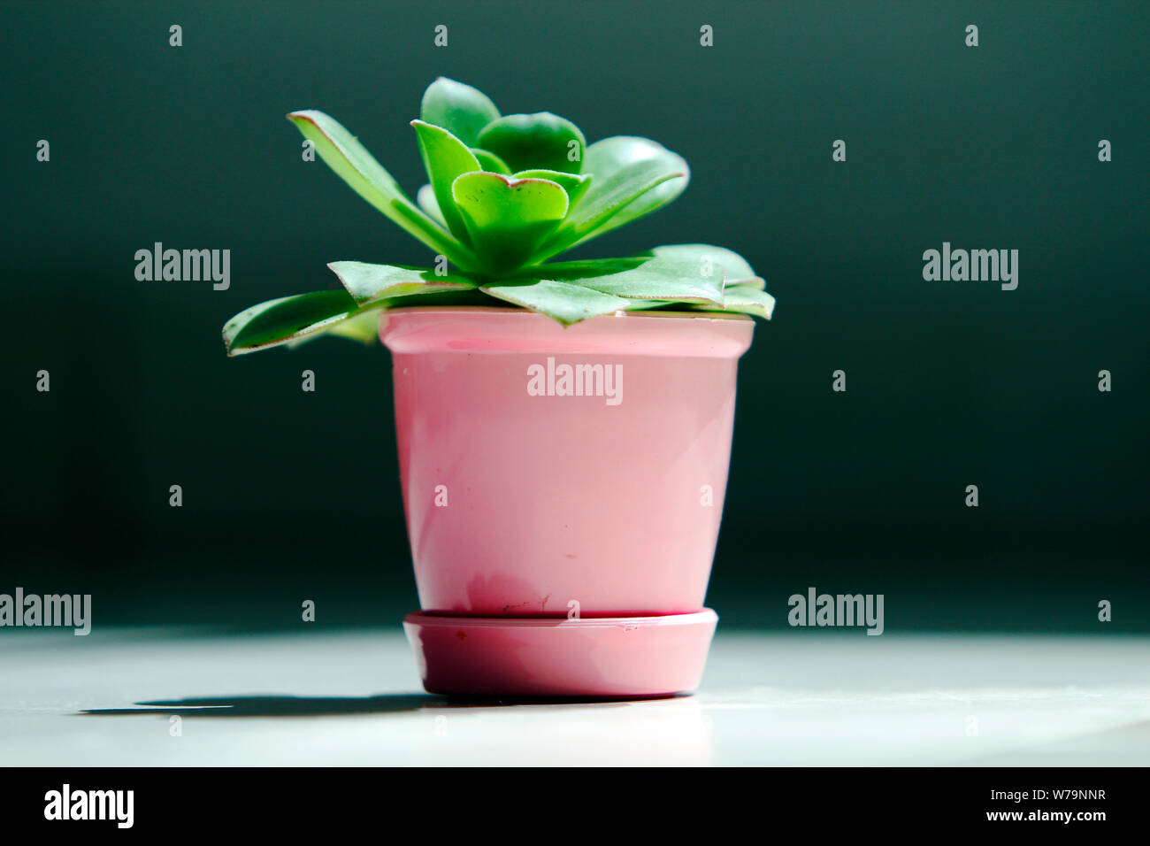 Close up of a little sedum plante dans un petit pot rose sous le soleil du matin à l'ombre sur le sol. Banque D'Images