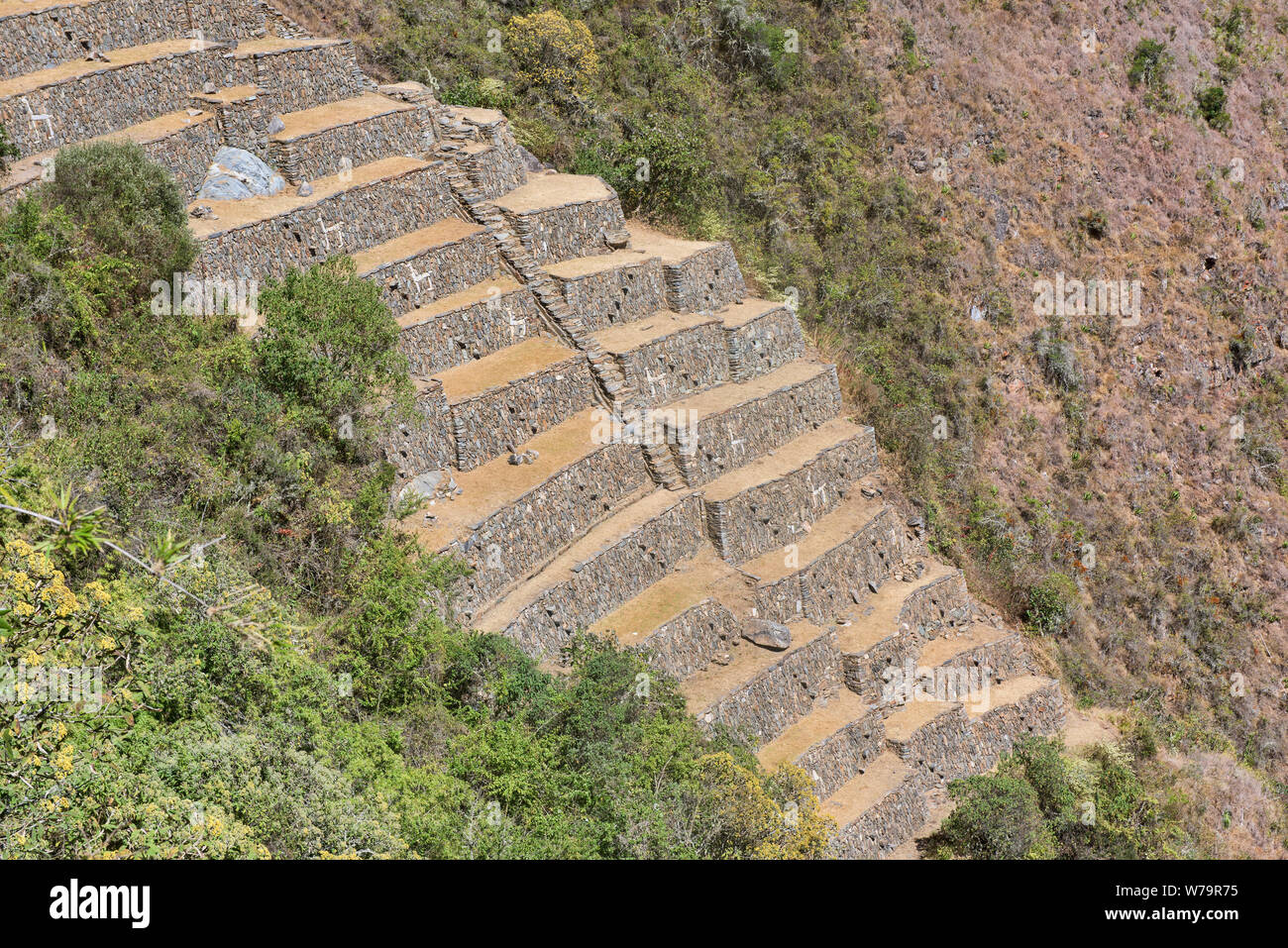 L'étonnant llama terrasses des ruines Inca Choquequirao, l 'autre' Machu Picchu, Santa Teresa, Apurimac, Pérou Banque D'Images