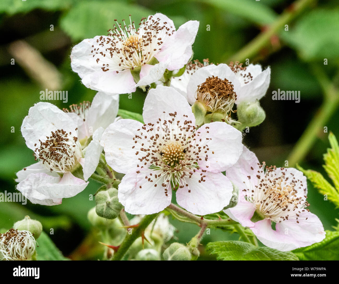 Blackberry ou fleurs ronce Rubus fruticosus offrent une riche source de nectar pour les insectes et produire les blackberries aimé par les oiseaux et les animaux - UK Banque D'Images