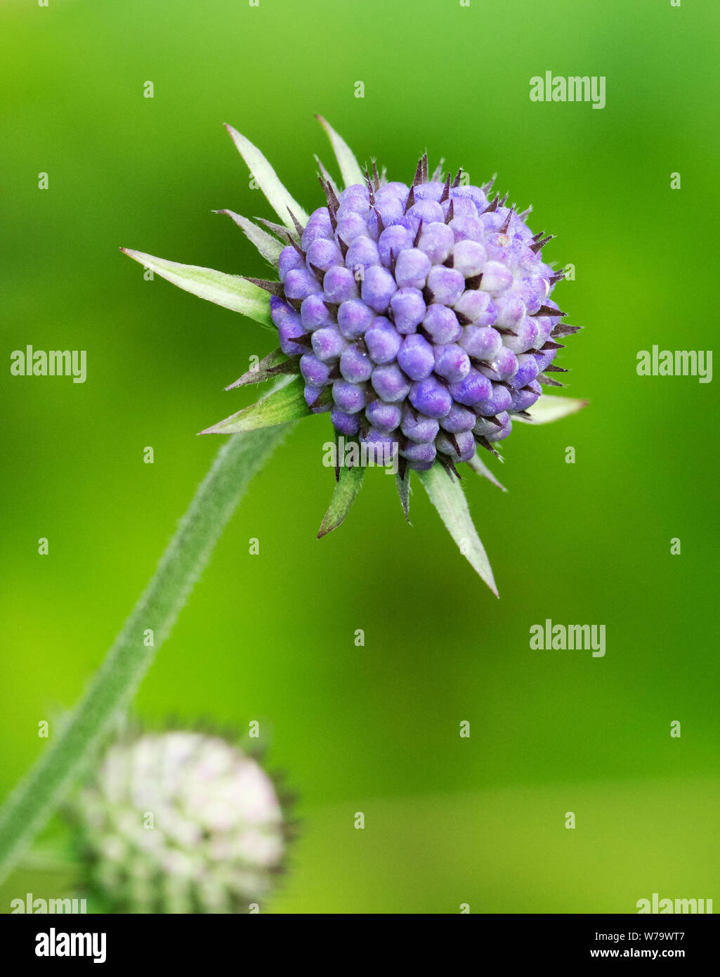 Berry serré comme des boutons de fleurs et les sépales étoilé de Devil's bit scabious Succisa pratensis - Cumbria UK Banque D'Images