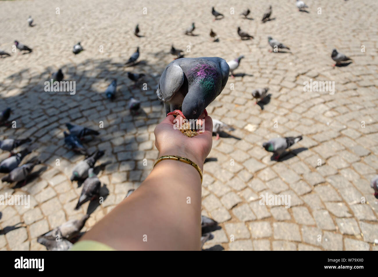 Pigeon est de manger des céréales de main humaine au parc. Banque D'Images