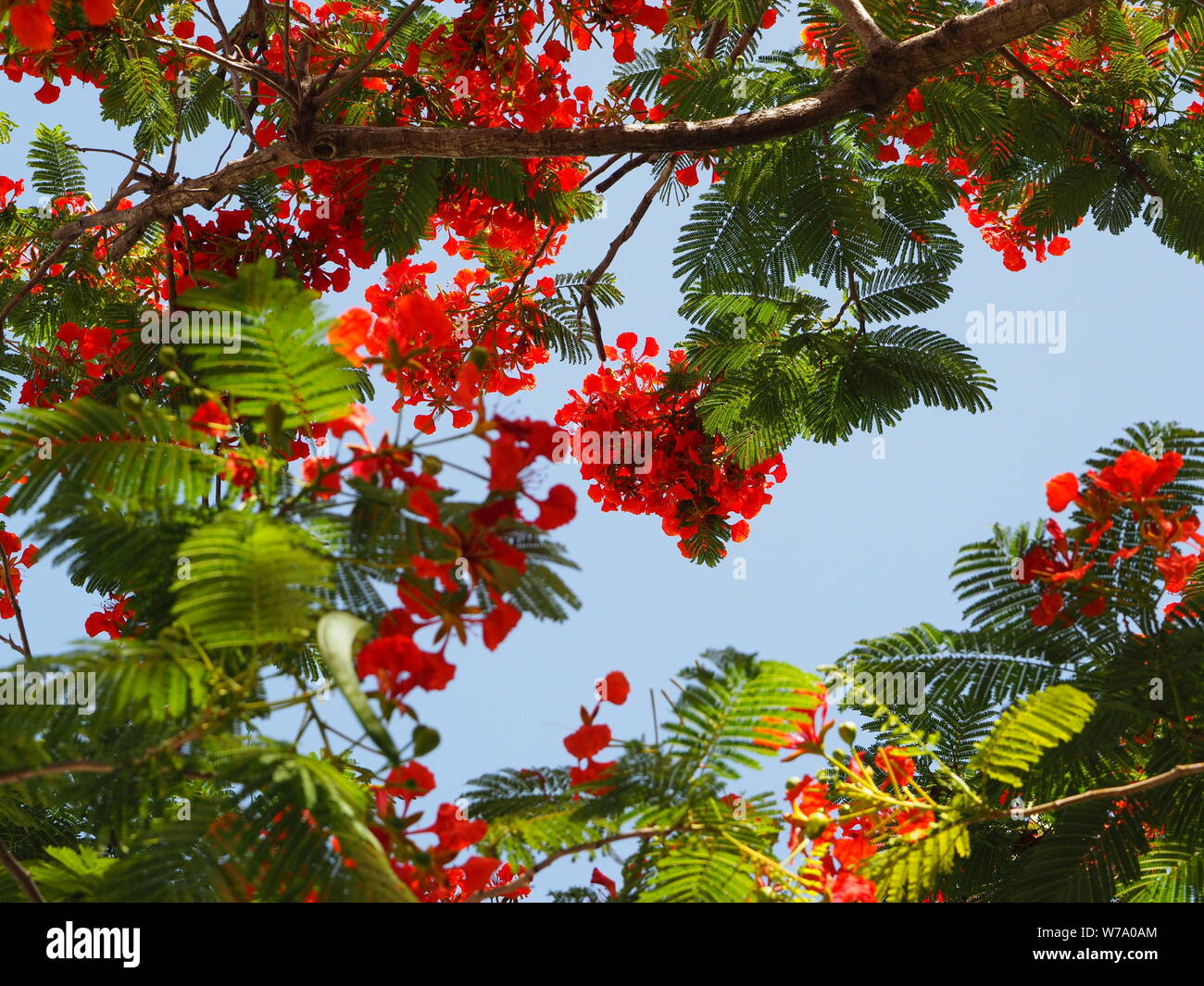 Flamboyan rouge et rose pétales de fleurs d'arbres fleurissent dans République dominicaine. Banque D'Images