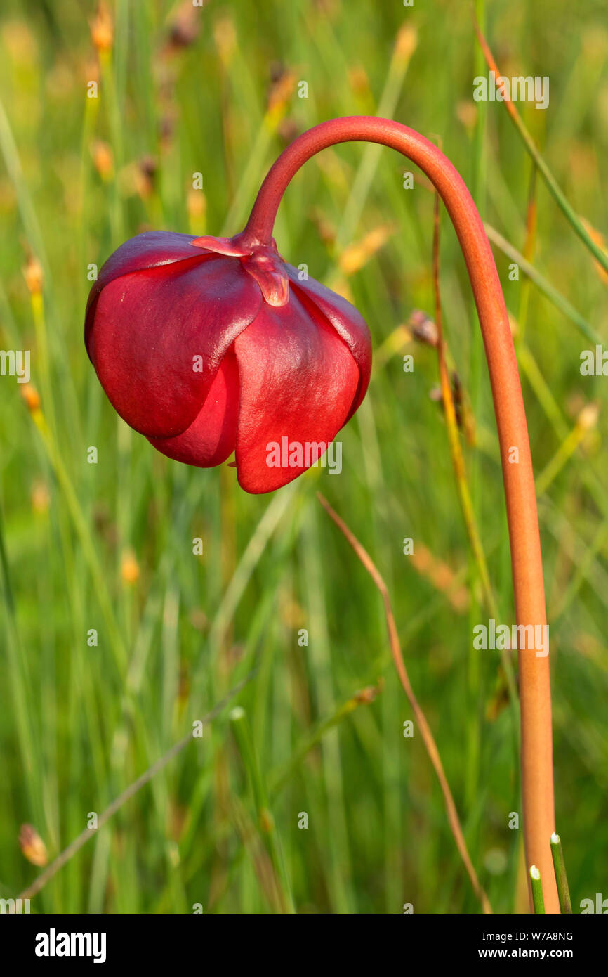 La sarracénie pourpre (Sarracenia purpurea) le long du sentier, les plateaux du parc national du Gros-Morne, à Terre-Neuve et Labrador, Canada Banque D'Images