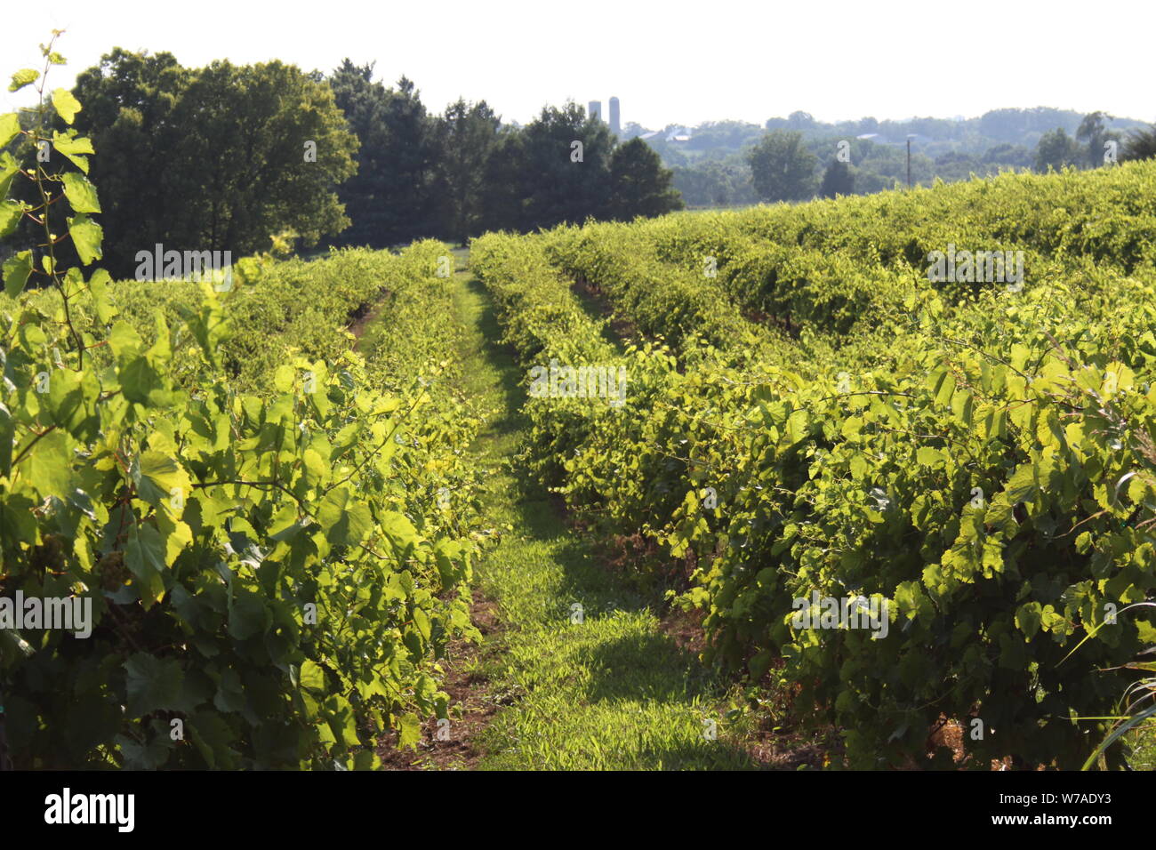 Collines du Colorado Wine Country Banque D'Images