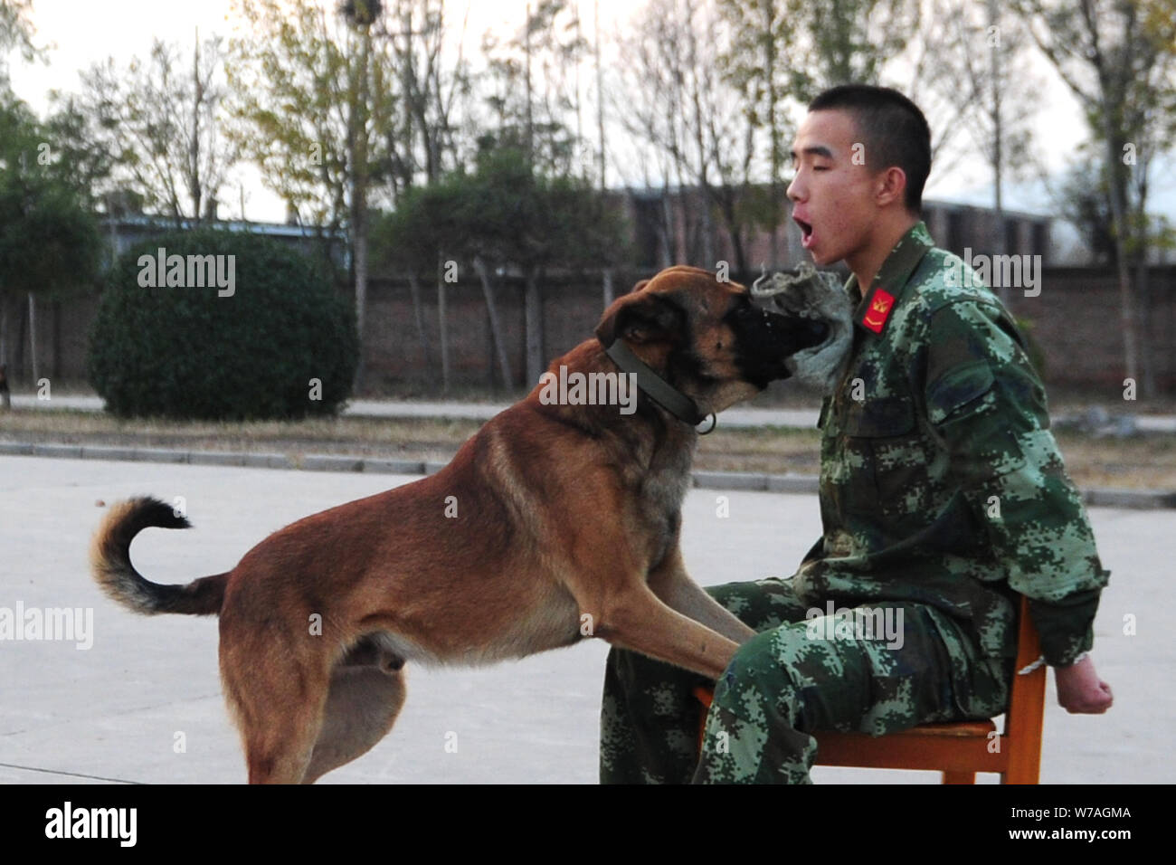 Un chien policier de la police paramilitaire prend part à une session de formation selon les instructions d'un agent à une base de formation de Shanxi en Chine du nord, pr Banque D'Images