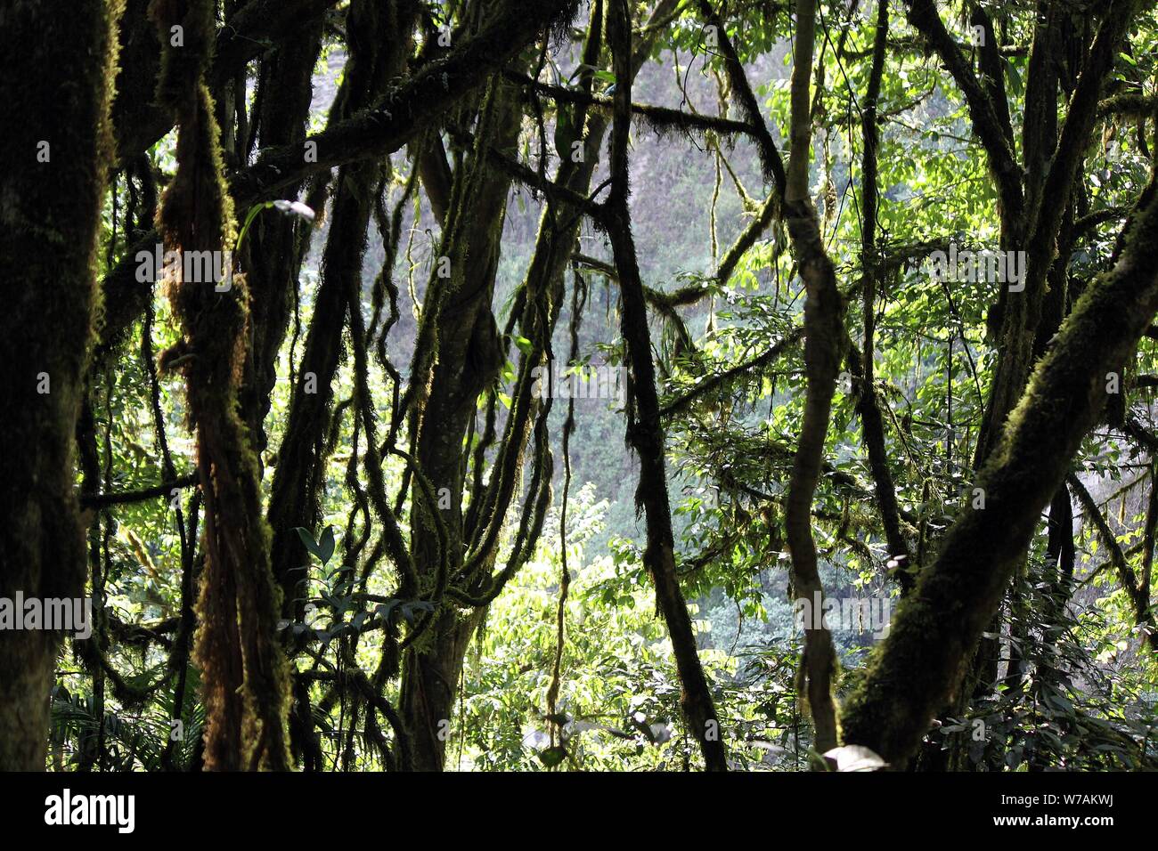 La végétation luxuriante de la forêt amazonienne du Pérou Banque D'Images