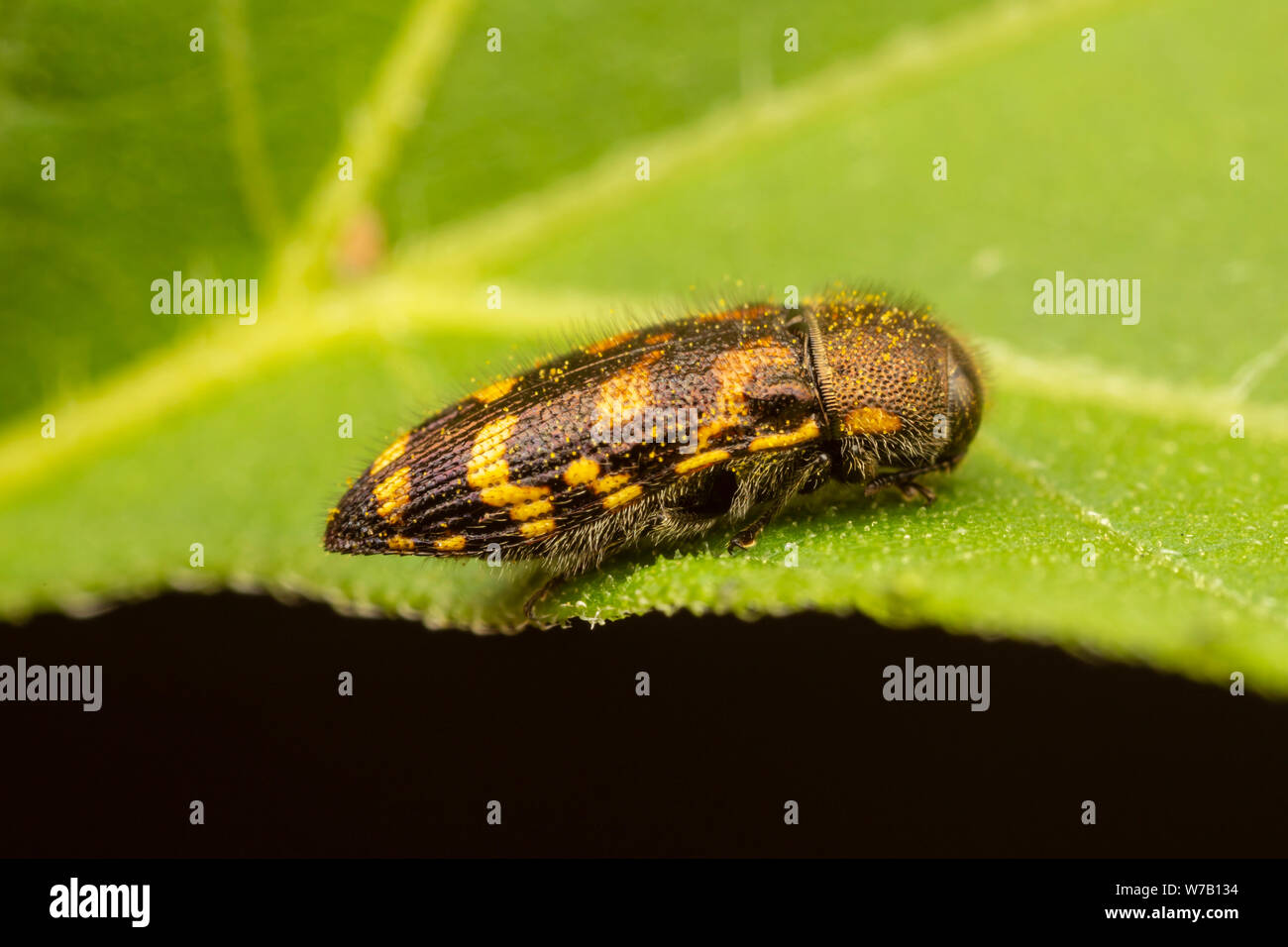 Coléoptère Bois métallique (Acmaeodera mixta) Banque D'Images