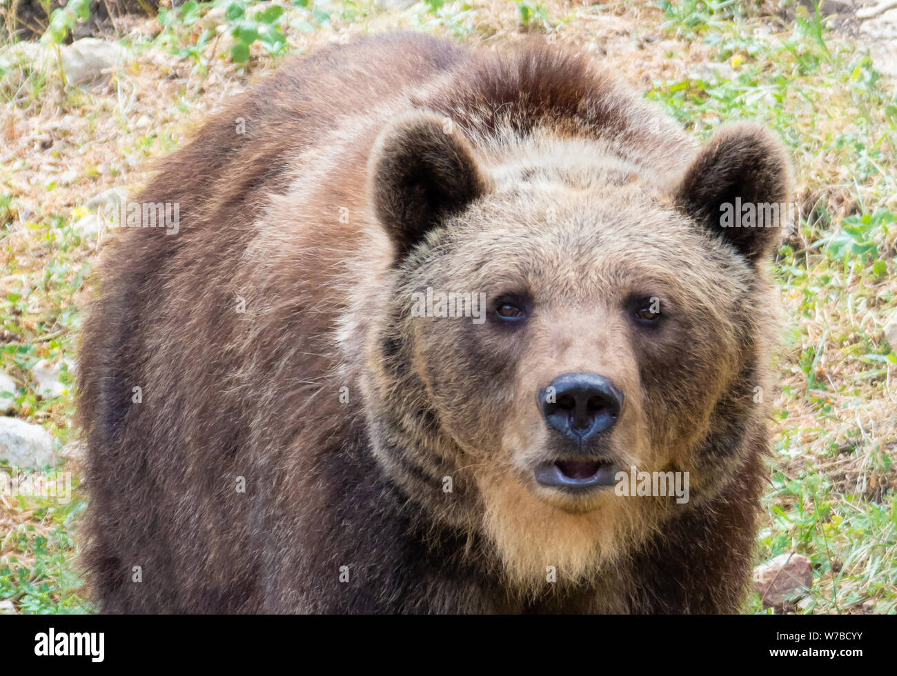 Majella National Park (Italie) - l'été dans la réserve naturelle des montagnes des Abruzzes, avec l'ours marsicain. Banque D'Images