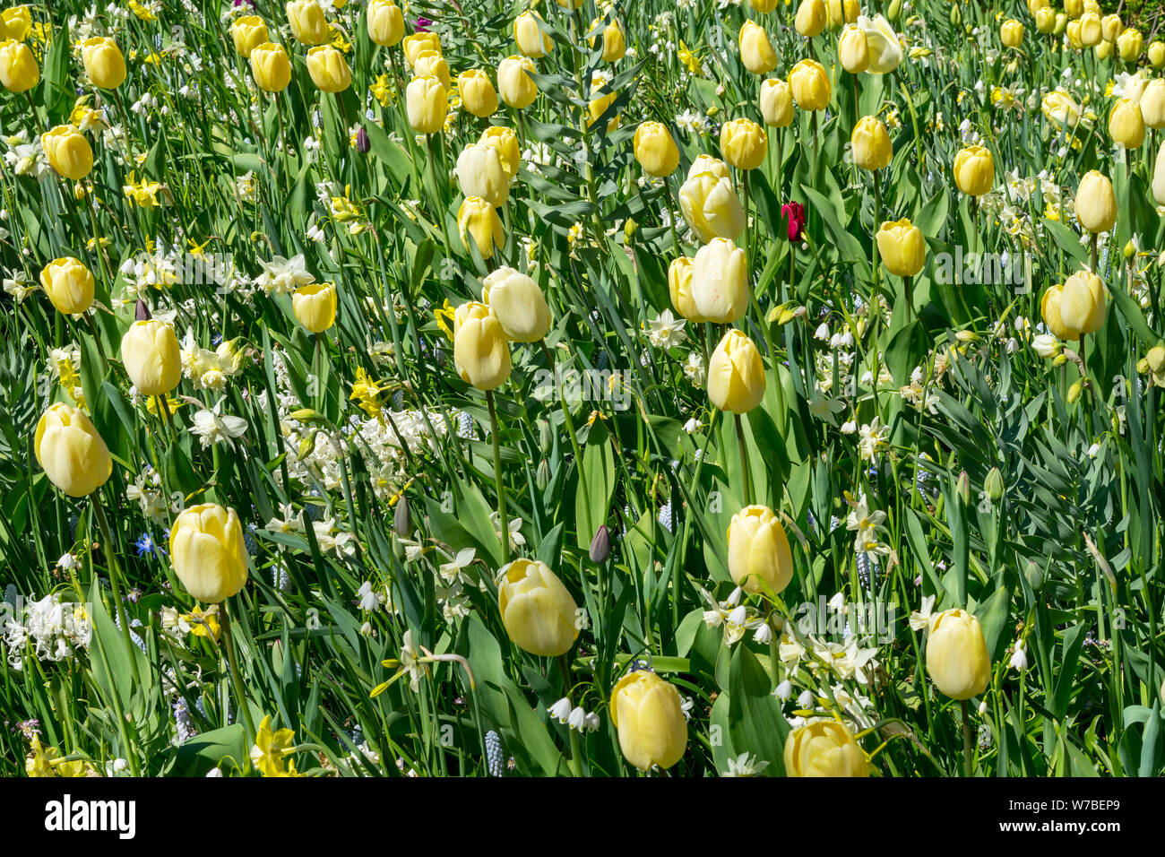 Domaine de tulipes jaunes sur une journée ensoleillée. Banque D'Images