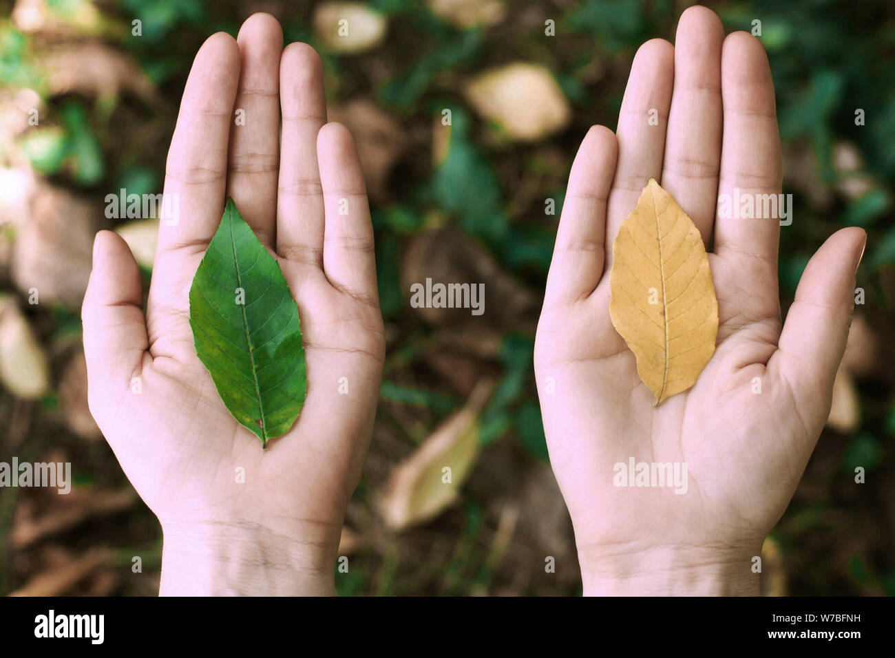 Leaf dans les mains, paumes. Concept l'environnement, l'écologie, l'éco Banque D'Images