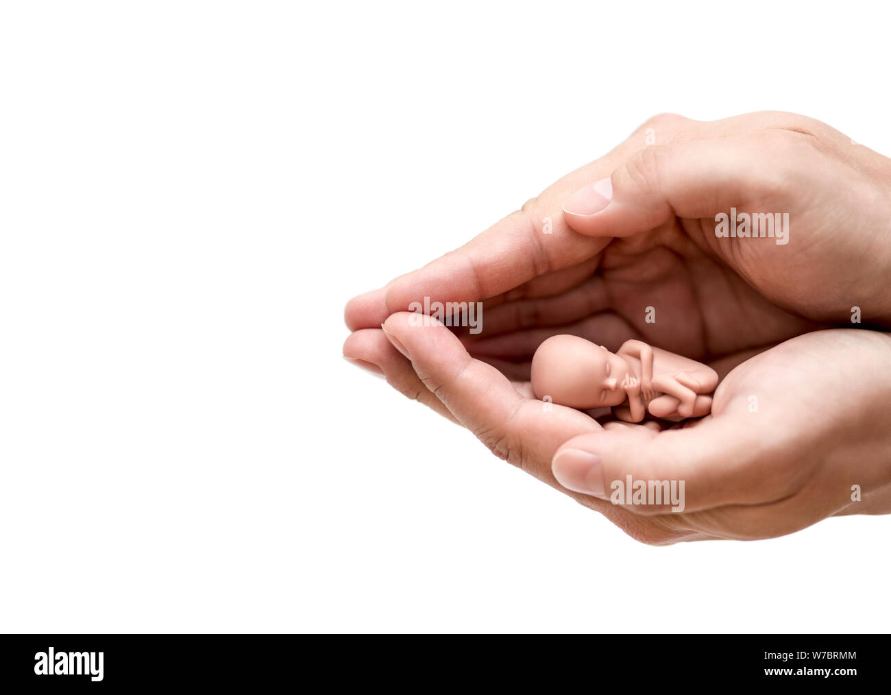 Les droits de l'embryon protégés par des mains isolé sur fond blanc avec clipping path Banque D'Images