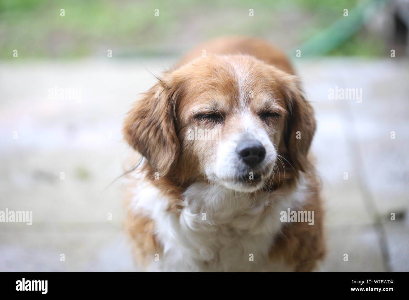 Portrait d'un très vieux chien femelle Banque D'Images