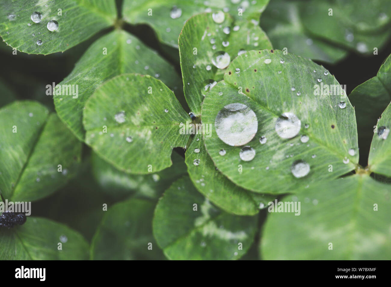 Close-up image of gouttes de pluie sur trois feuilles de trèfles durant un jour de pluie Banque D'Images