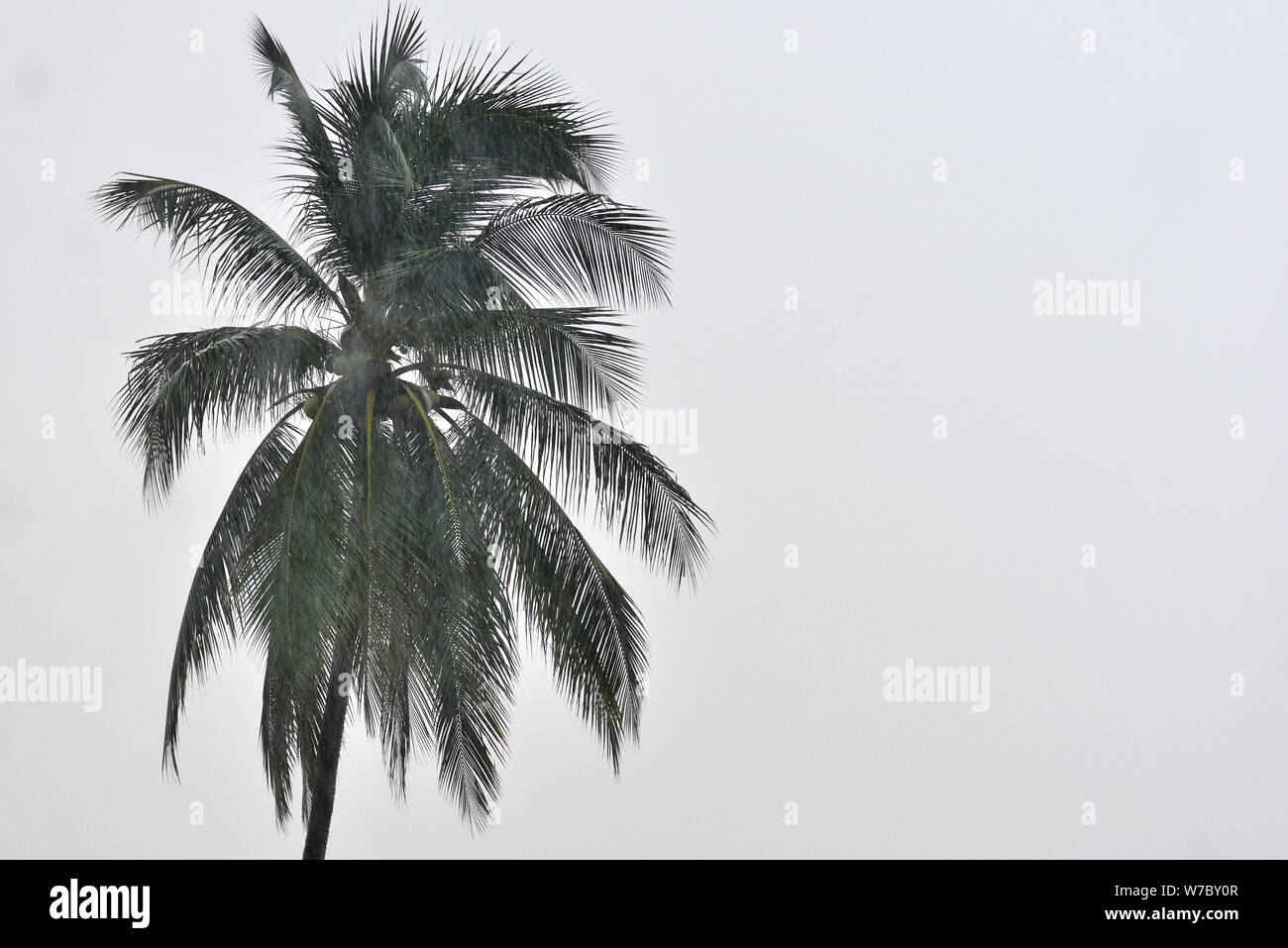 Coconut palm tree sous la pluie tropicale contre le ciel gris. Contexte Tropical Banque D'Images