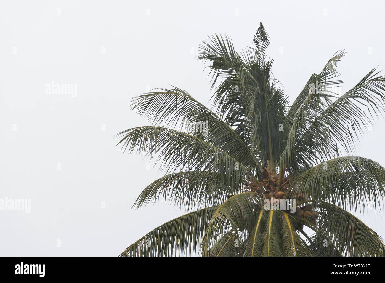 Coconut palm tree sous la pluie tropicale contre le ciel gris. Contexte Tropical Banque D'Images