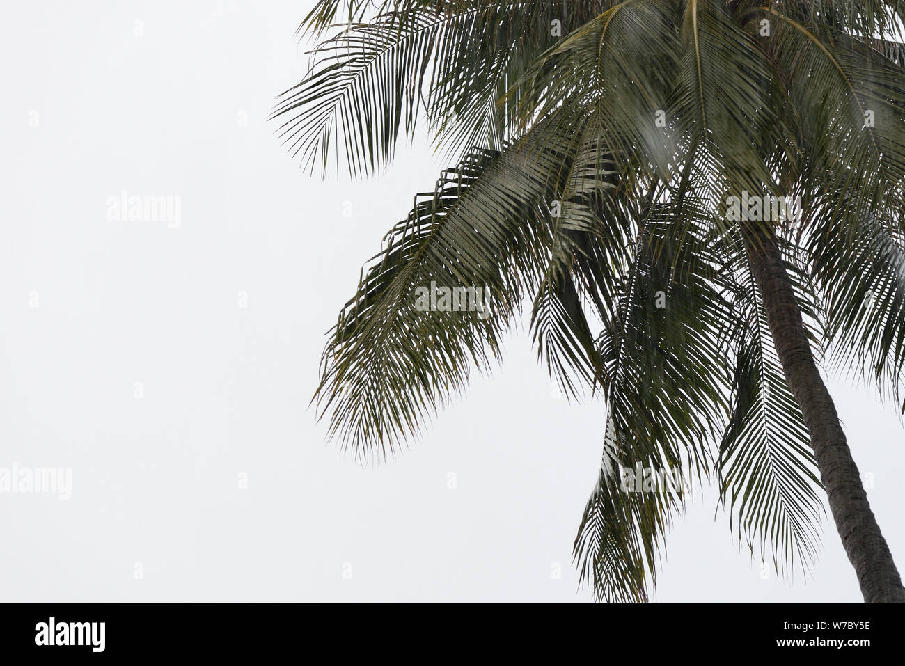 Coconut palm tree sous la pluie tropicale contre le ciel gris. Contexte Tropical Banque D'Images