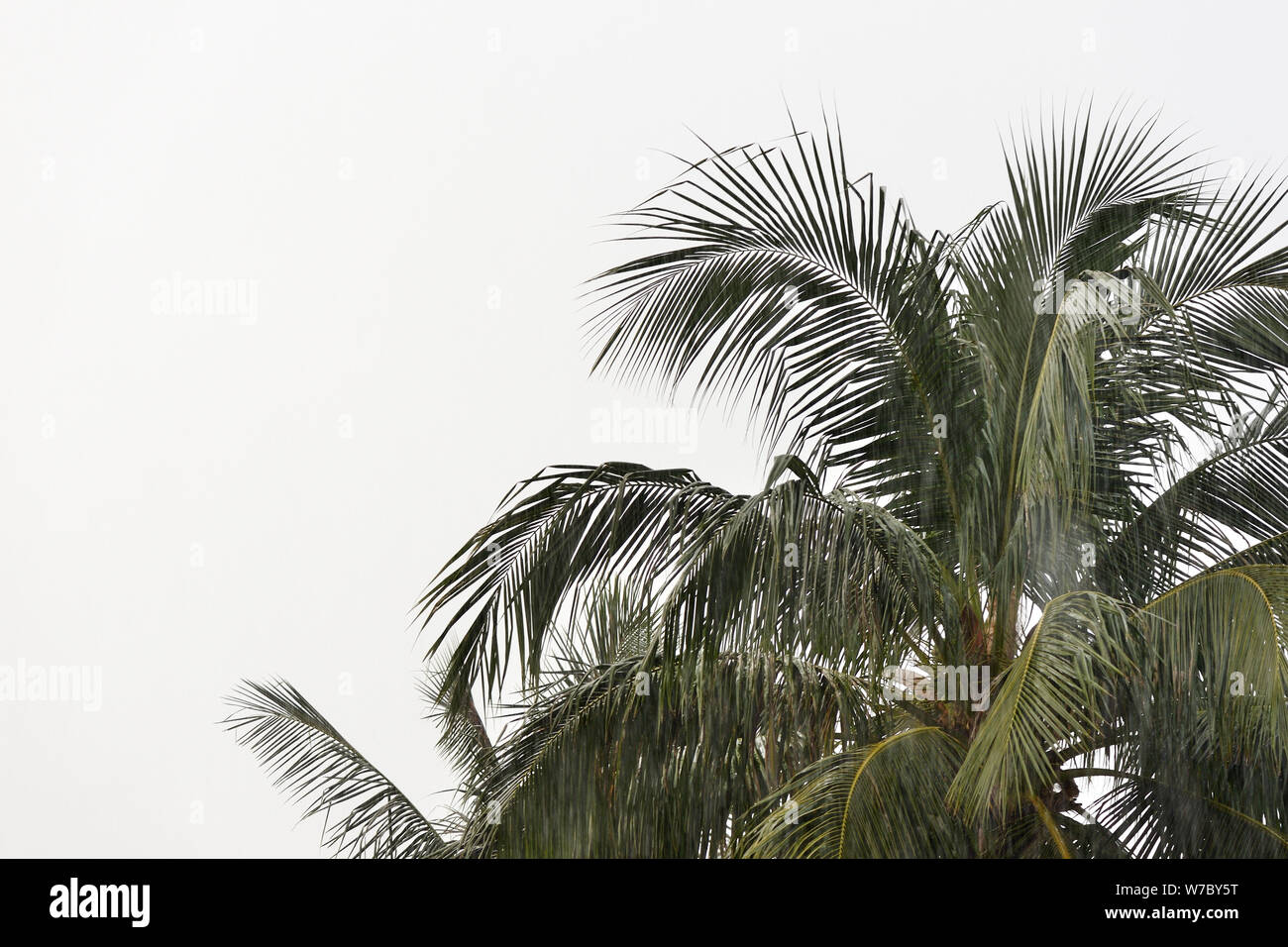 Coconut palm tree sous la pluie tropicale contre le ciel gris. Contexte Tropical Banque D'Images