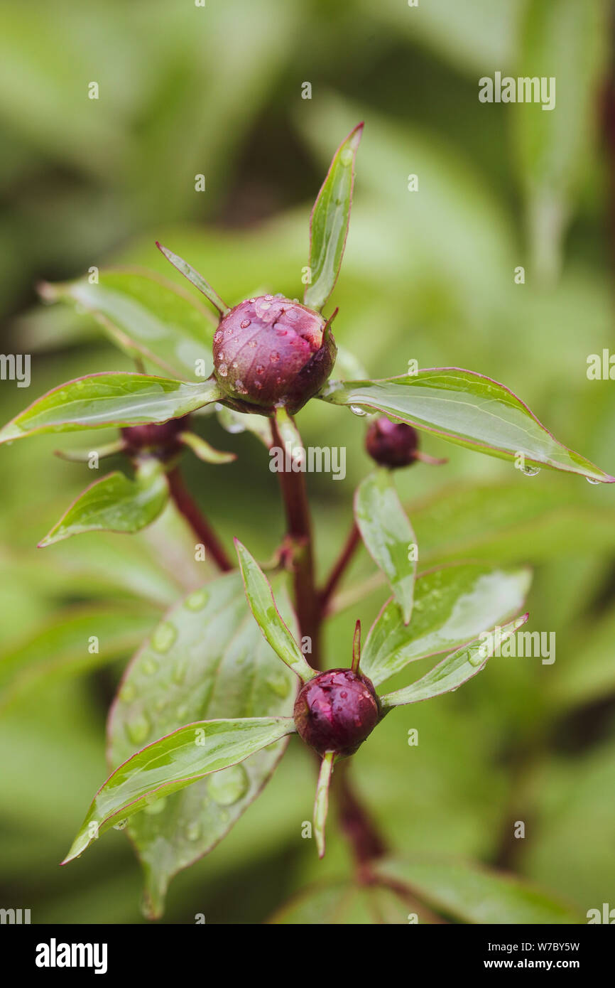 Les détails avec bourgeons pivoine mouillée dans le jardin après la pluie Banque D'Images