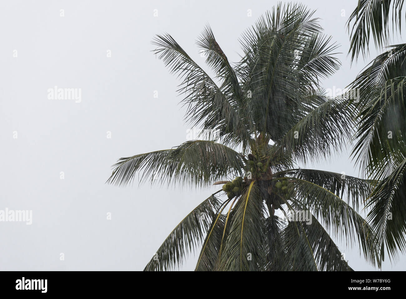 Les cocotiers sous la pluie tropicale contre le ciel gris. Contexte Tropical Banque D'Images