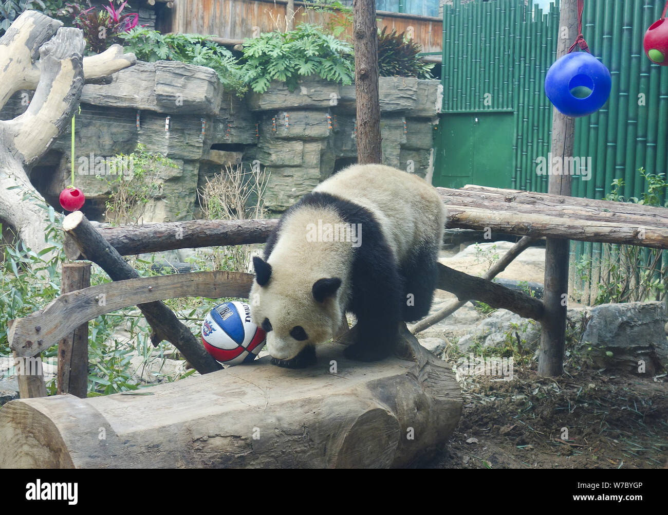 Un panda géant joue avec un jouet à la Panda Olympique située sur Zoo de Pékin à Beijing, Chine, 17 octobre 2017. Deux ans grand panda Dian Dian Banque D'Images