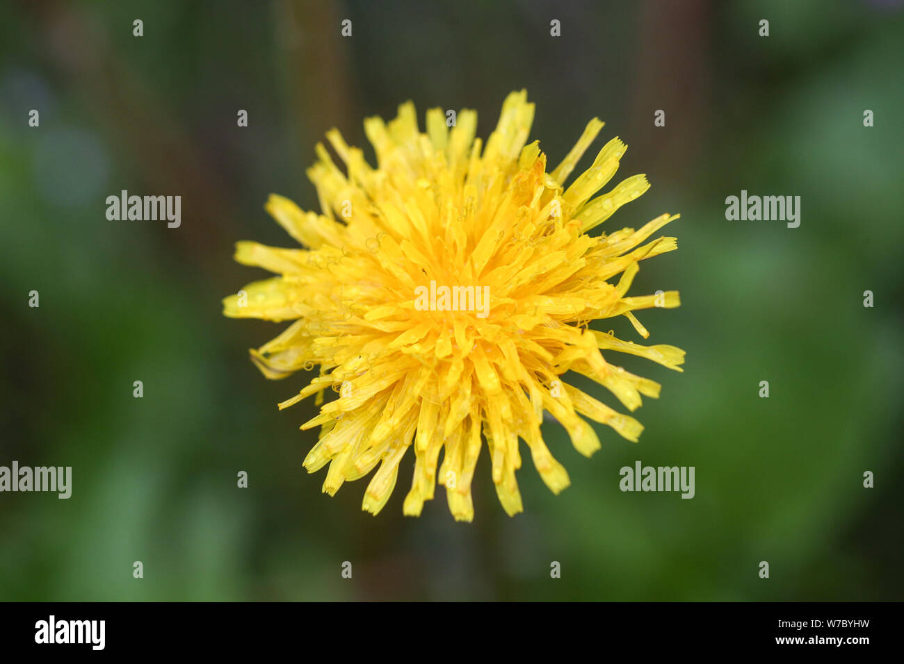 Image en gros plan d'une fleur de pissenlit jaune à fleurs (Taraxacum) pendant un jour d'été pluvieux Banque D'Images