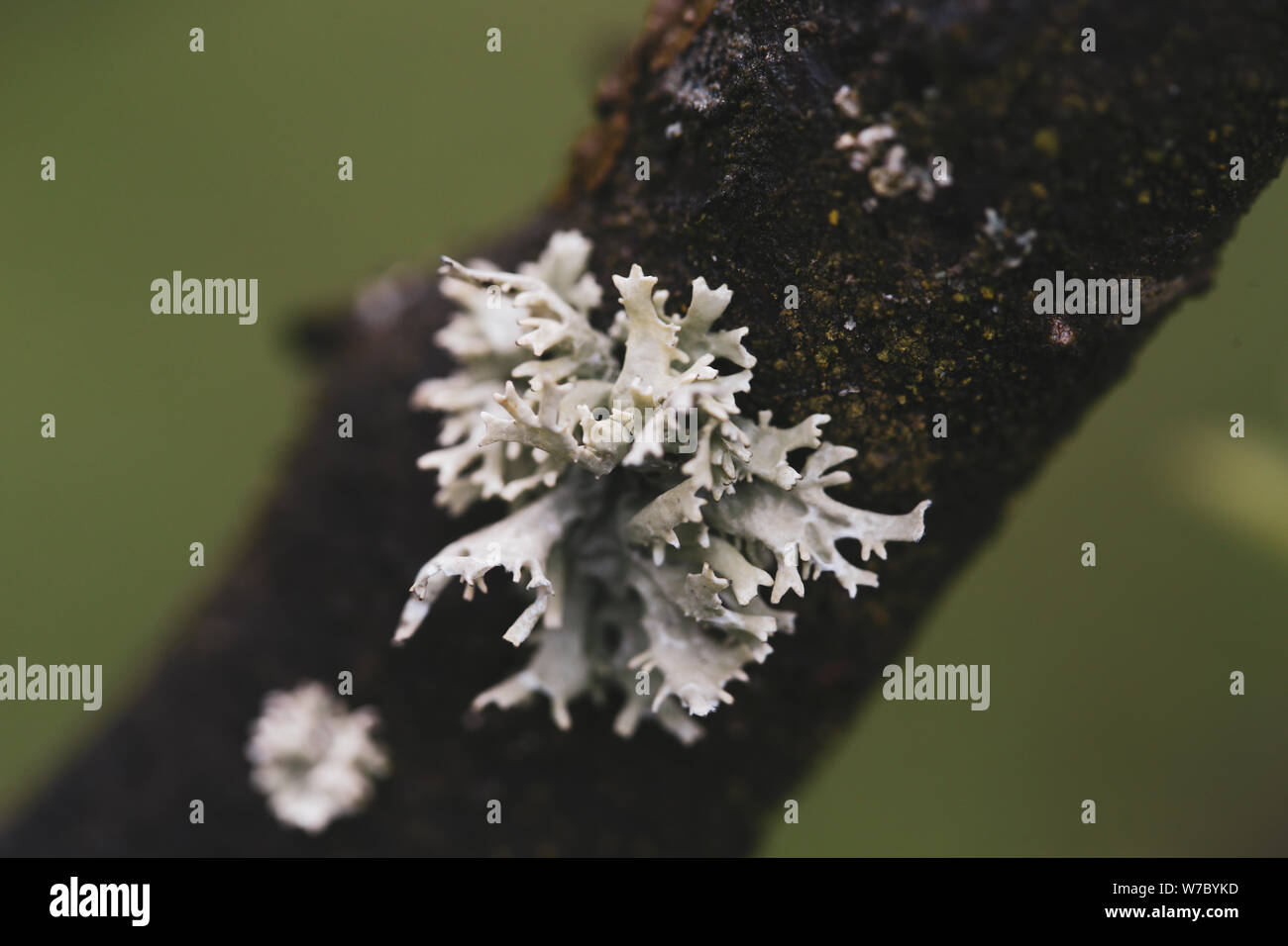 Macro photographie avec champignon arbre gris Banque D'Images