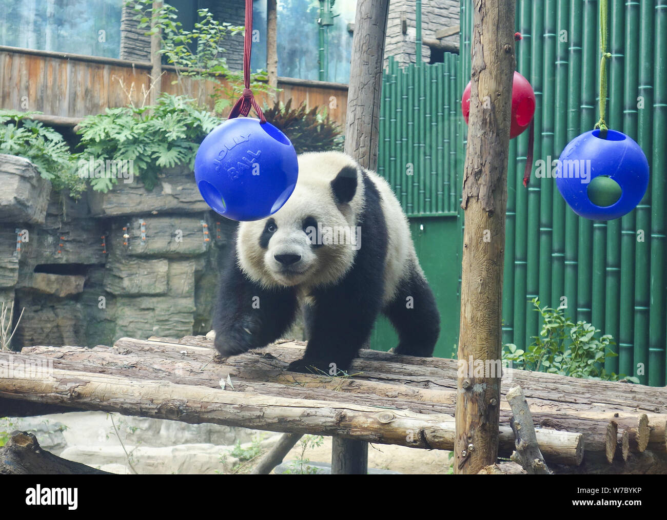 Un panda géant joue avec un jouet à la Panda Olympique située sur Zoo de Pékin à Beijing, Chine, 17 octobre 2017. Deux ans grand panda Dian Dian Banque D'Images