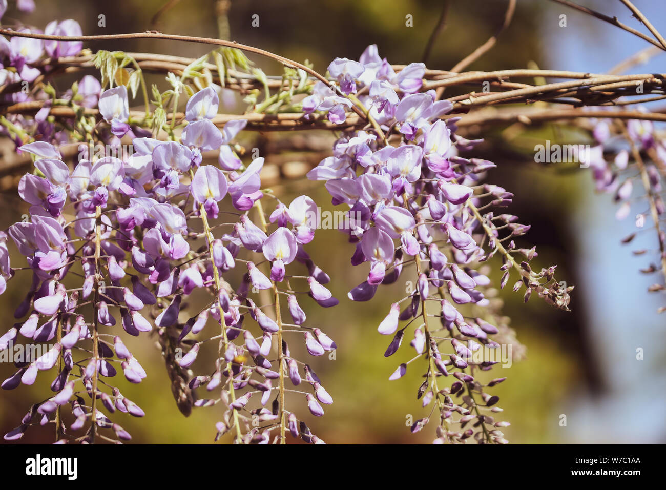 Blanc Rose Glycine sinensis fleur plante rampante Banque D'Images