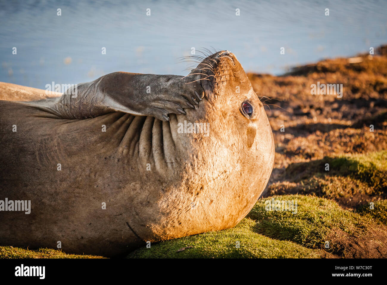 Éléphant sur l'herbe au coucher du soleil sur l'île de sea lion, îles Falkland, grattant son menton créant l'impression qu'il pense ou pensif. Banque D'Images