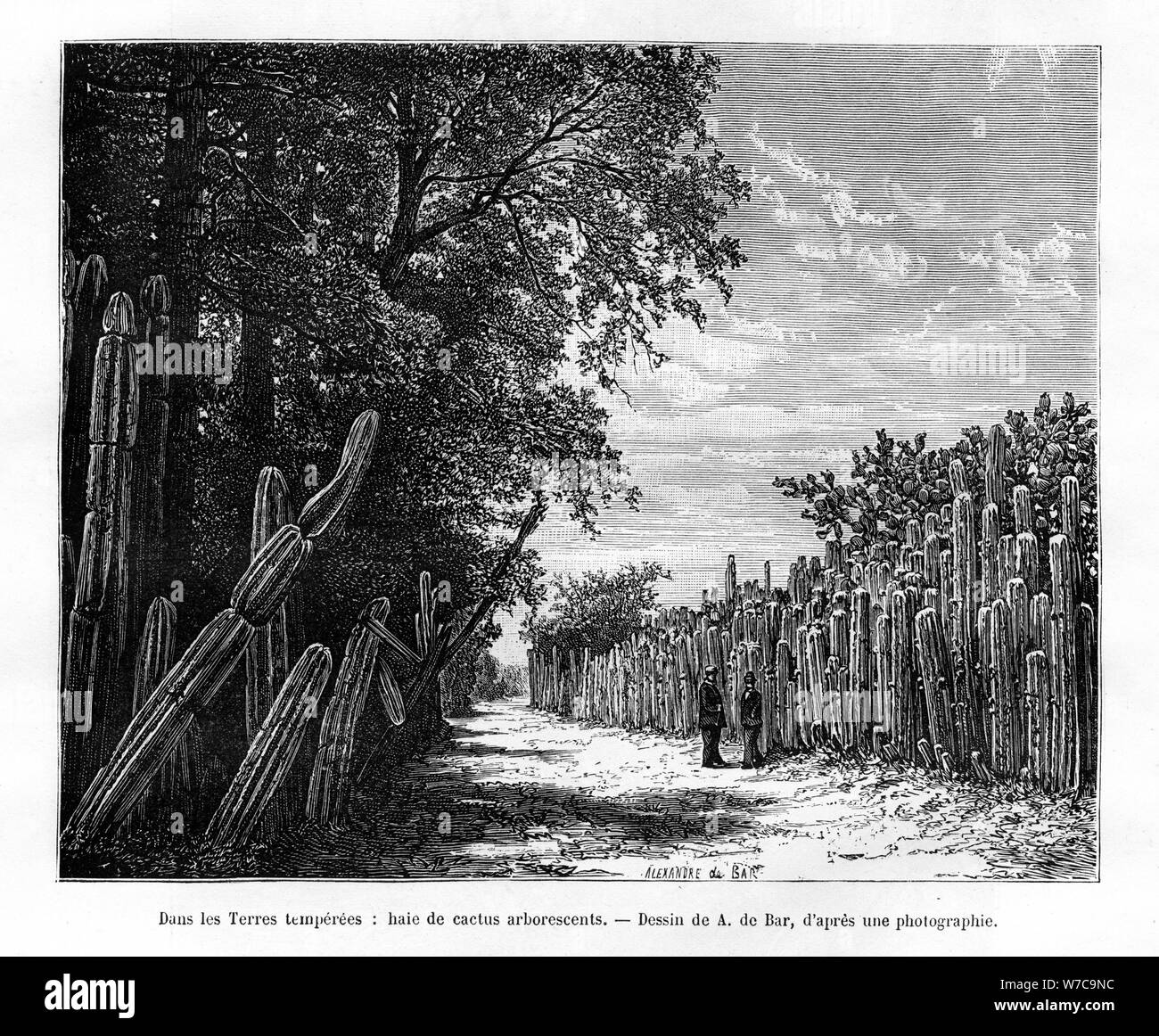 Une haie de cactus arborescents, le Mexique, 19e siècle. Artiste : Alexandre de Bar Banque D'Images