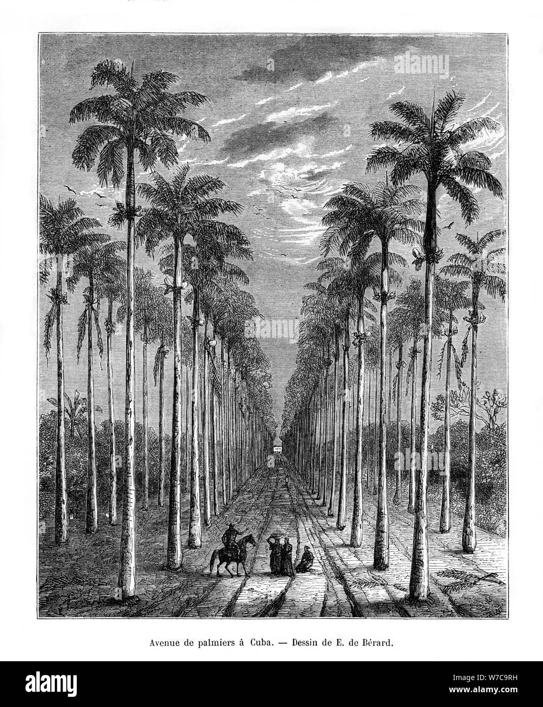 L'Avenue des palmiers, Cuba, 19e siècle. Artiste : E de Berard Banque D'Images