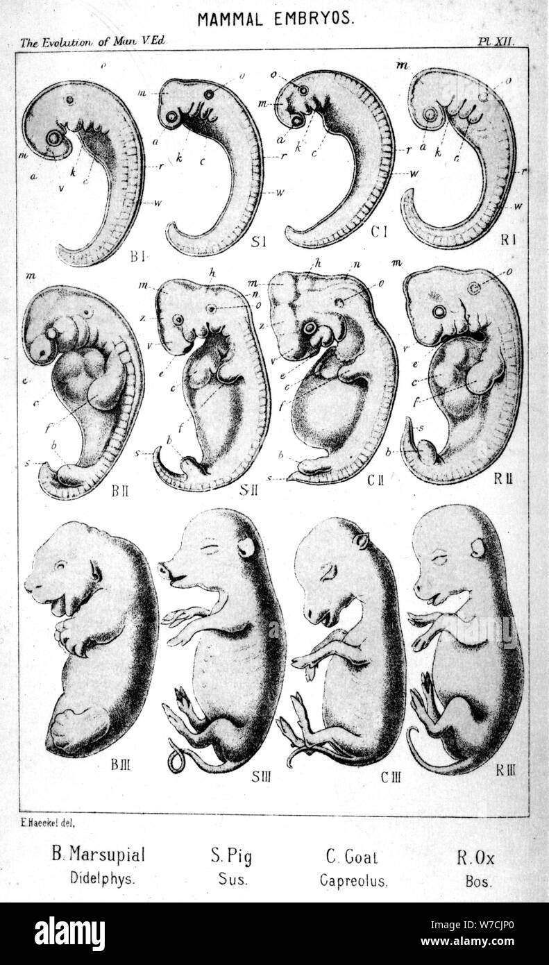 Les embryons de mammifères, 1910. Artiste : Ernst Haeckel Banque D'Images