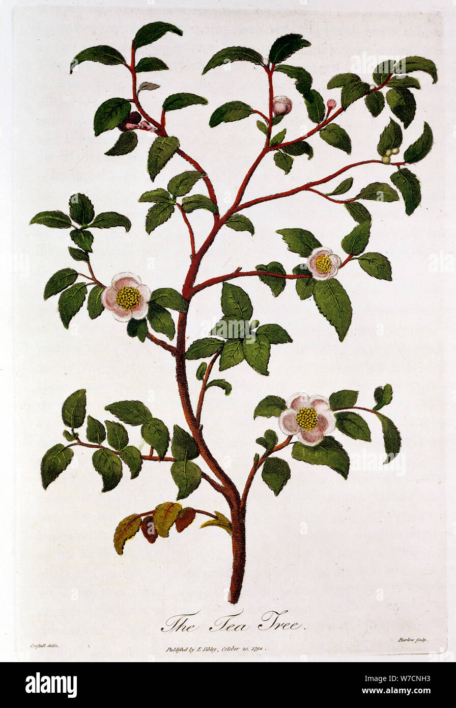Plateau : Branche de Camellia sinensis, 1798. Artiste : Inconnu Banque D'Images