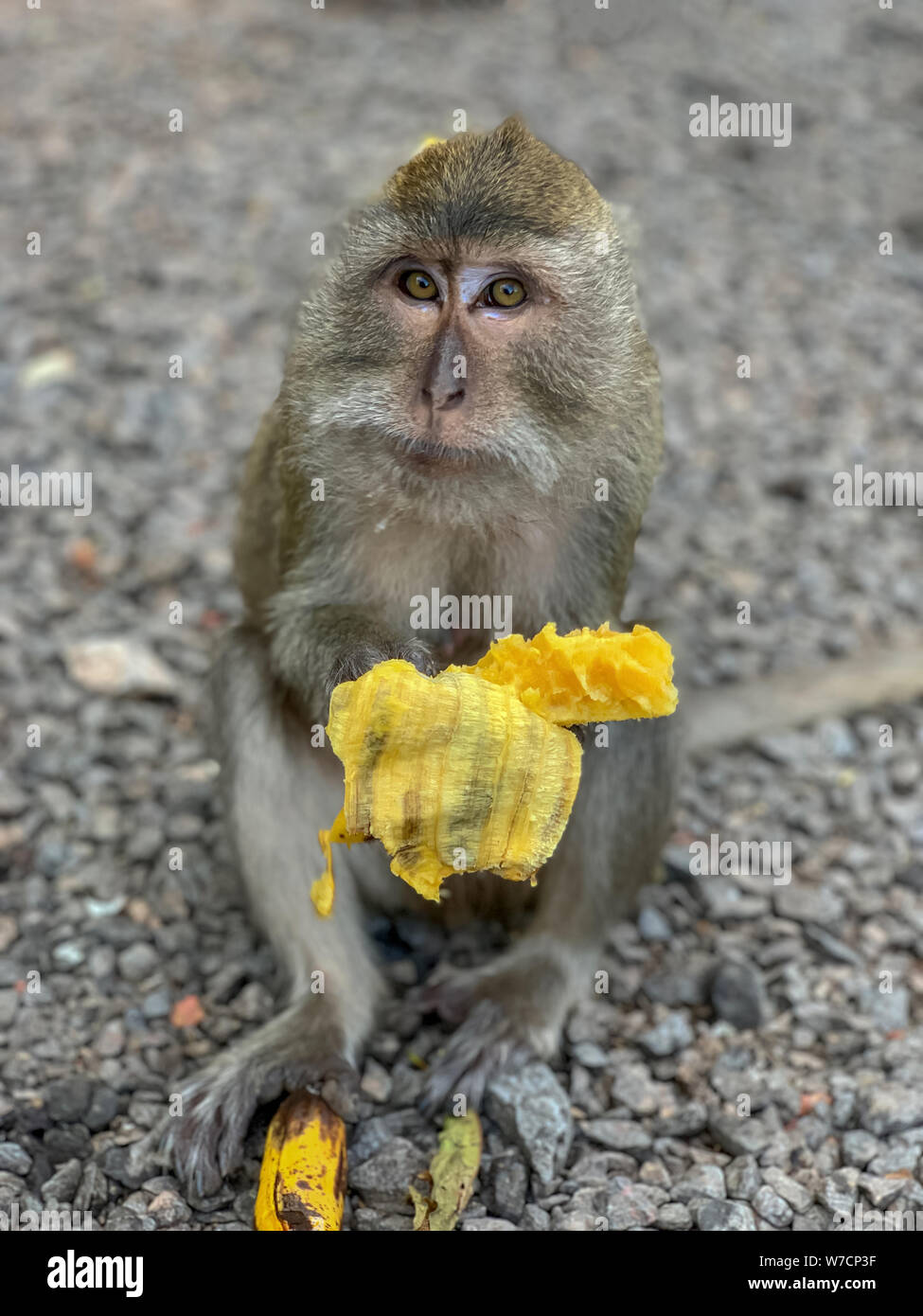 Portrait d'un drôle de macaques affamés avec une bouchée de banane ressemble à une demande dans le cadre. Un singe est assis sur la pierre et mange banane Banque D'Images