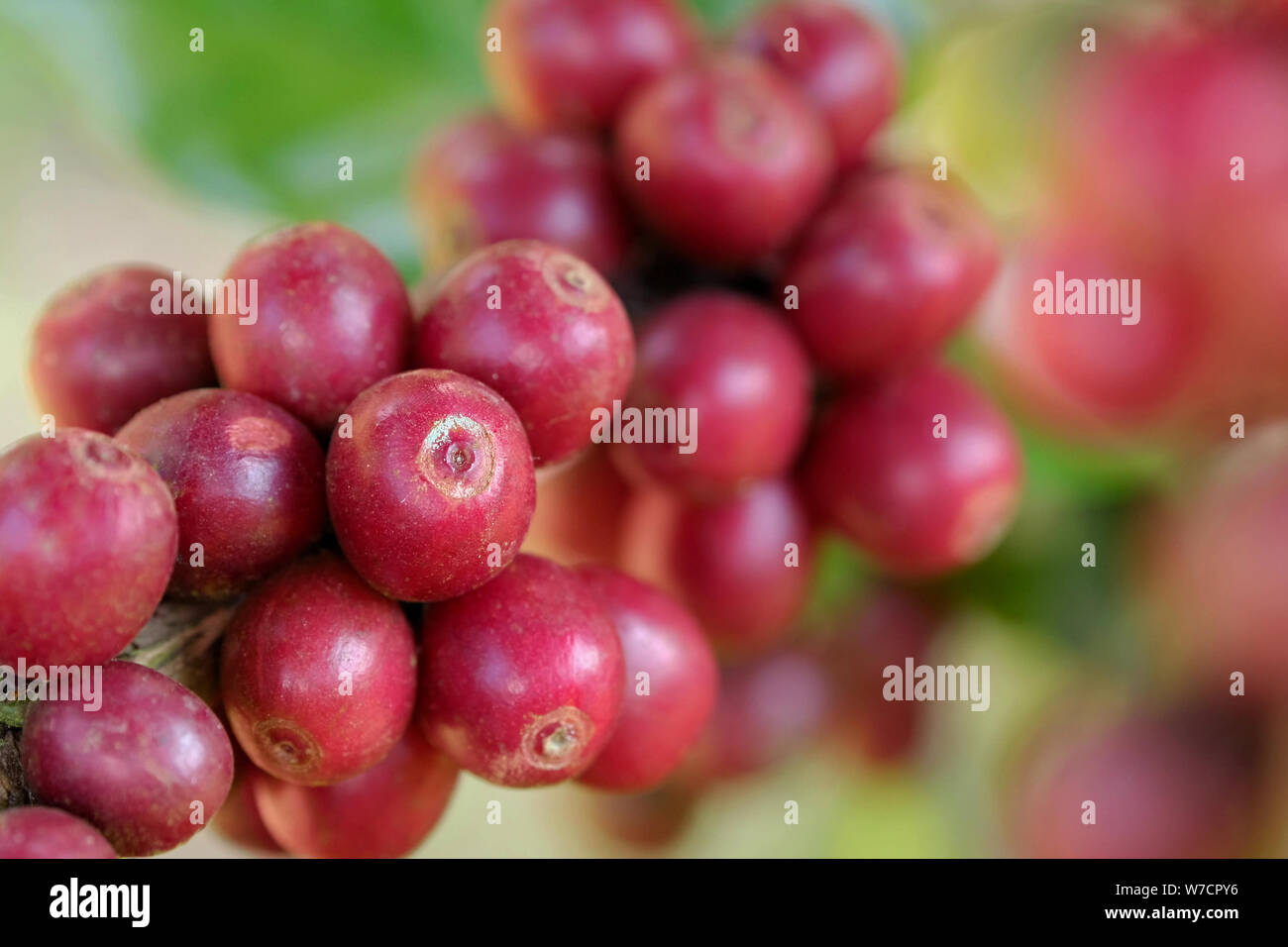 La maturation des grains de café sur un arbre Banque D'Images